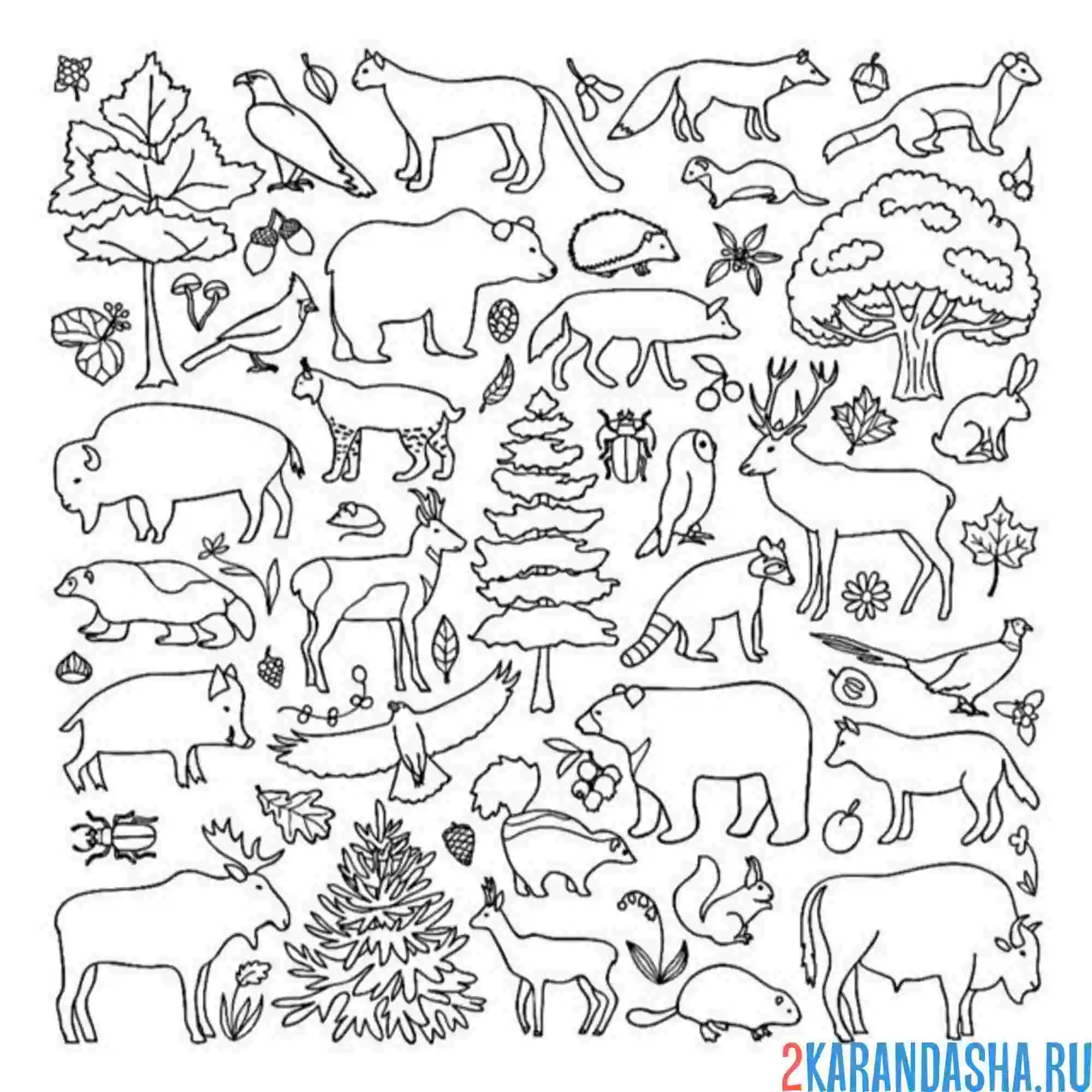 Раскраска зоопарк дикой природы