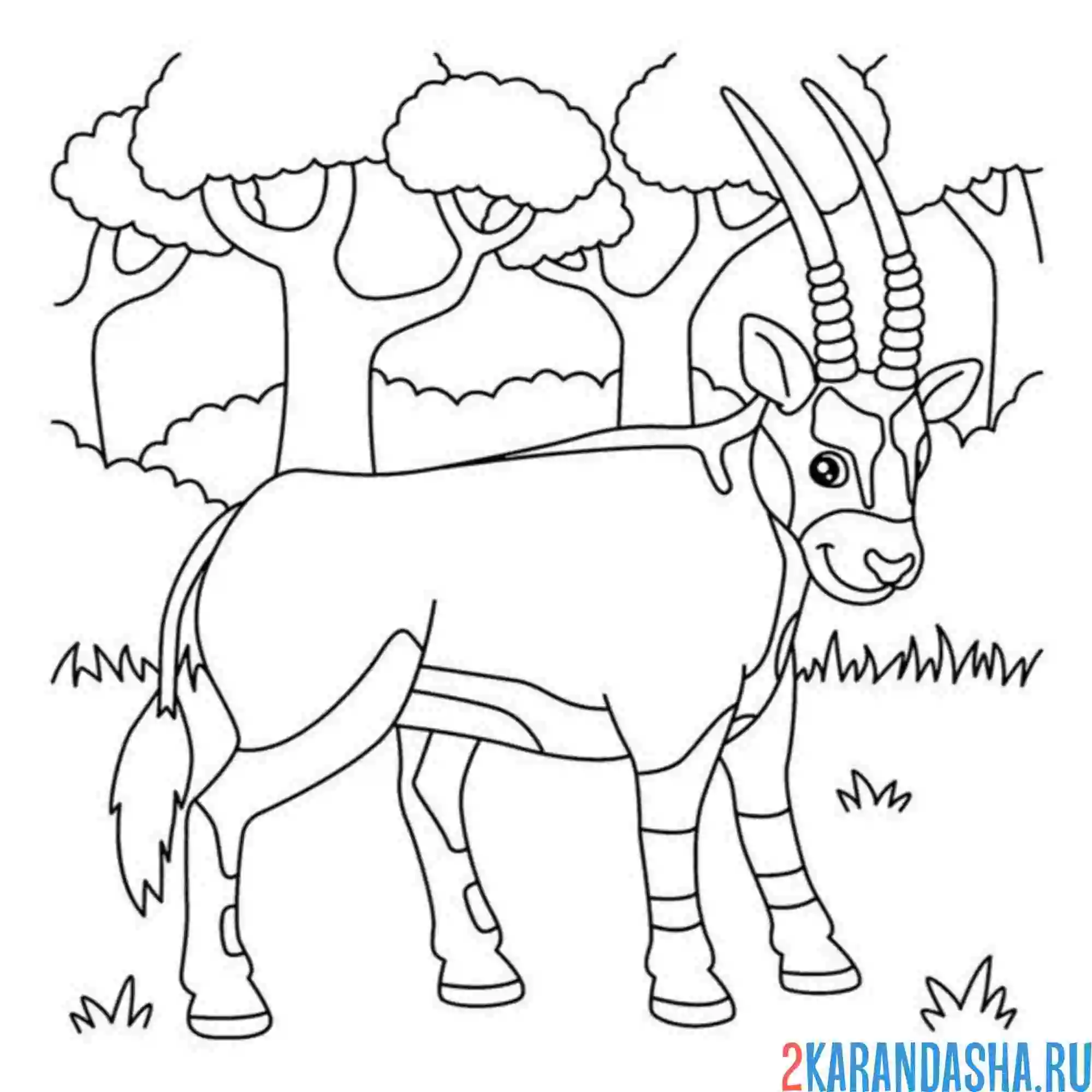 Раскраска антилопа орикс зоопарк