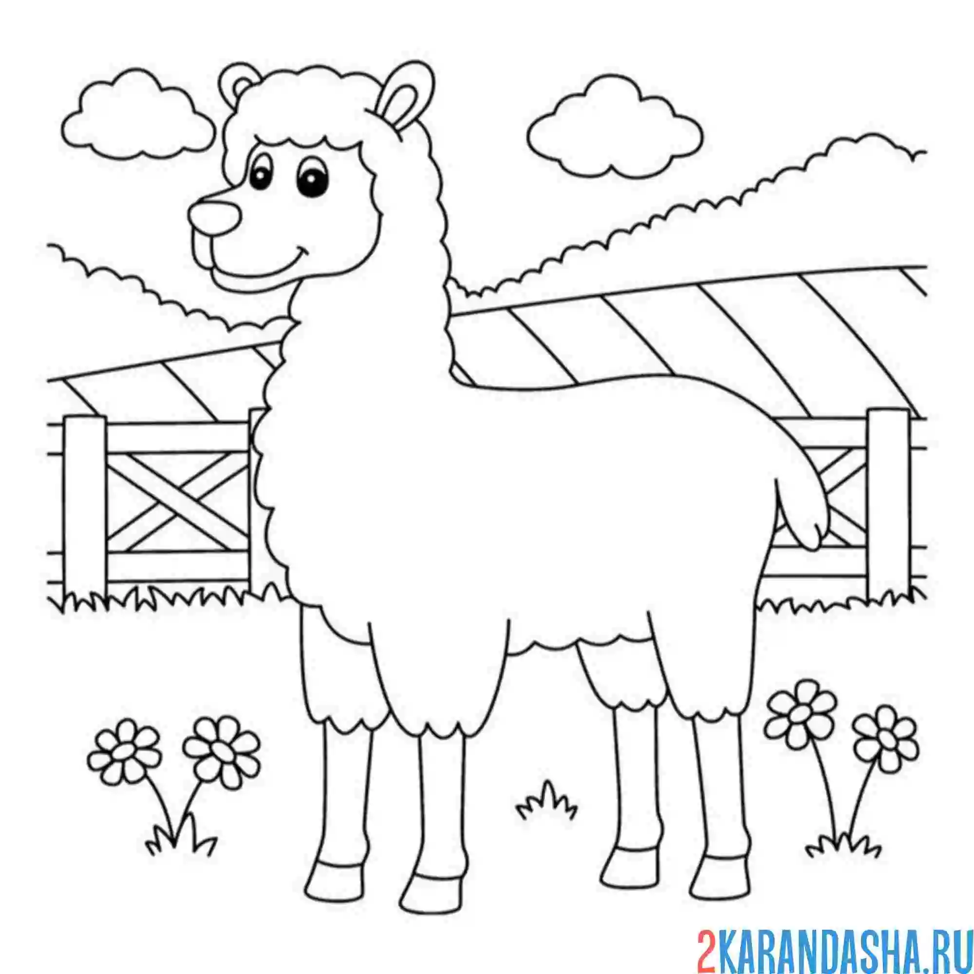 Раскраска лама зоопарк