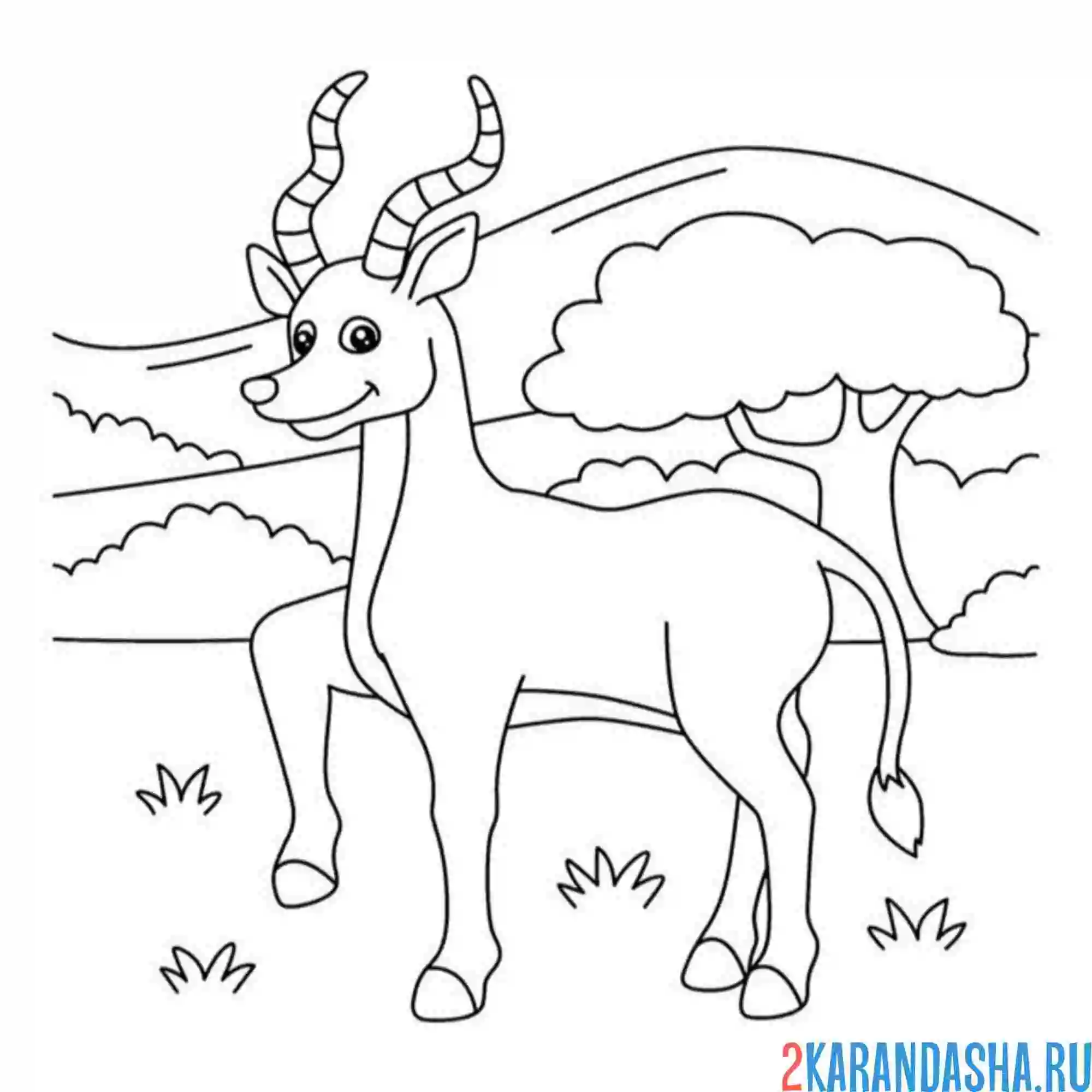 Раскраска антилопа из зоопарка