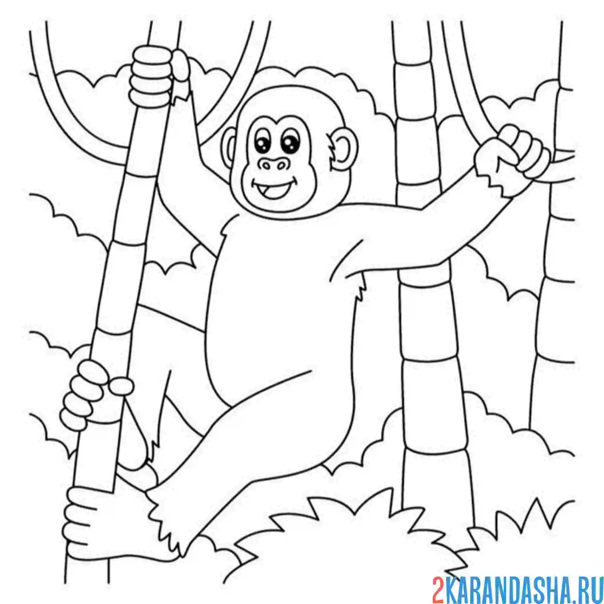 Раскраска шимпанзе зоопарк