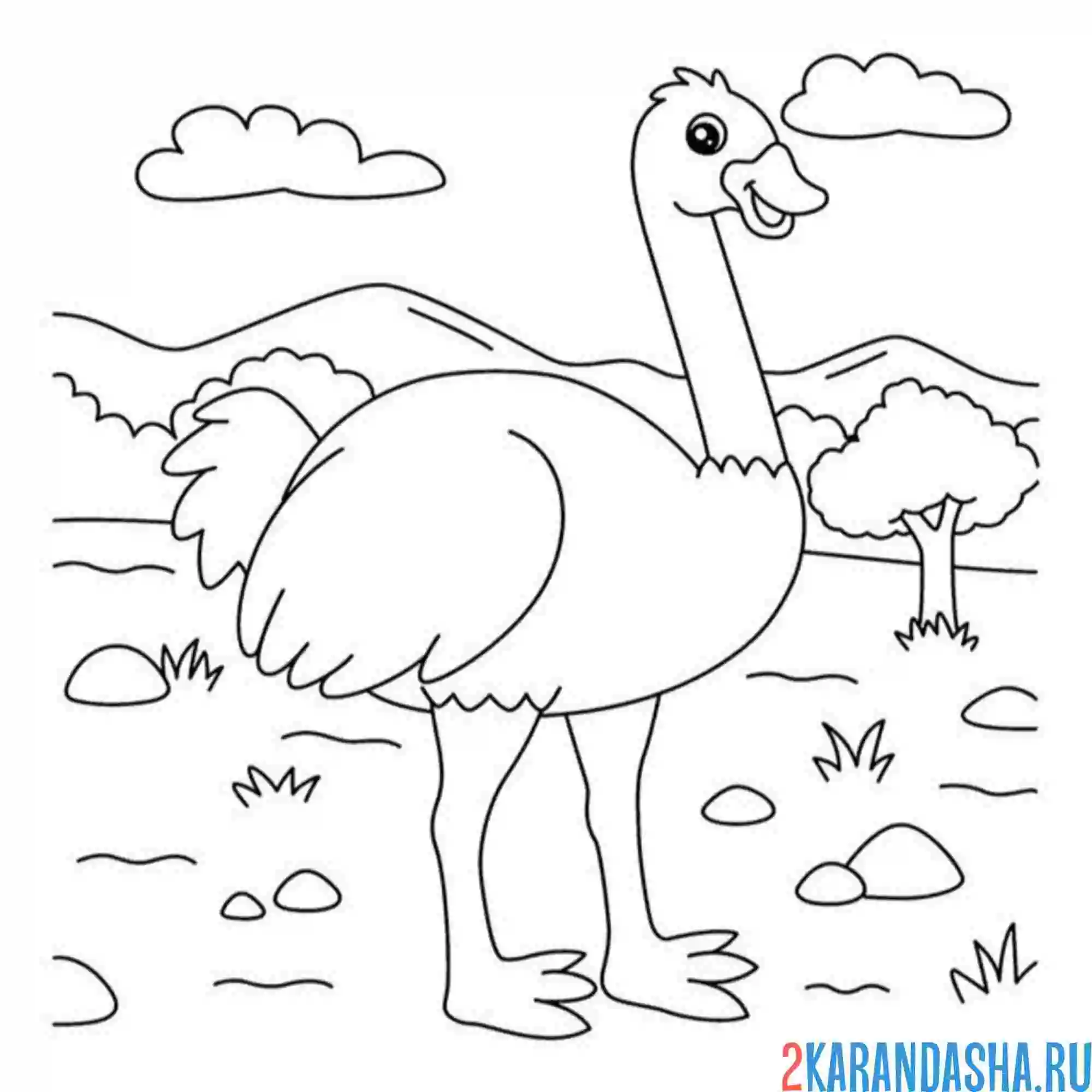 Раскраска страус в зоопарке