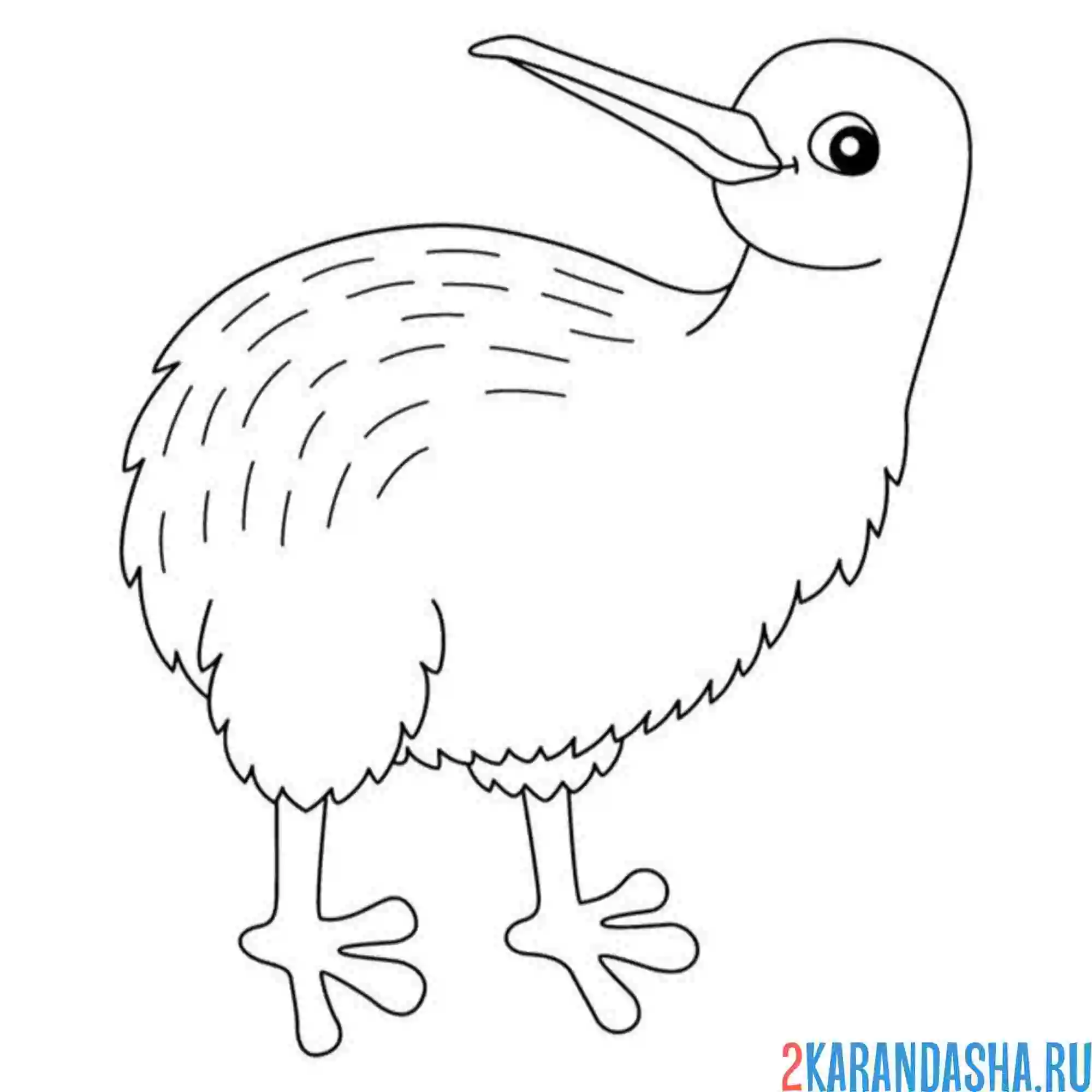 Раскраска киви птичка зоопарк