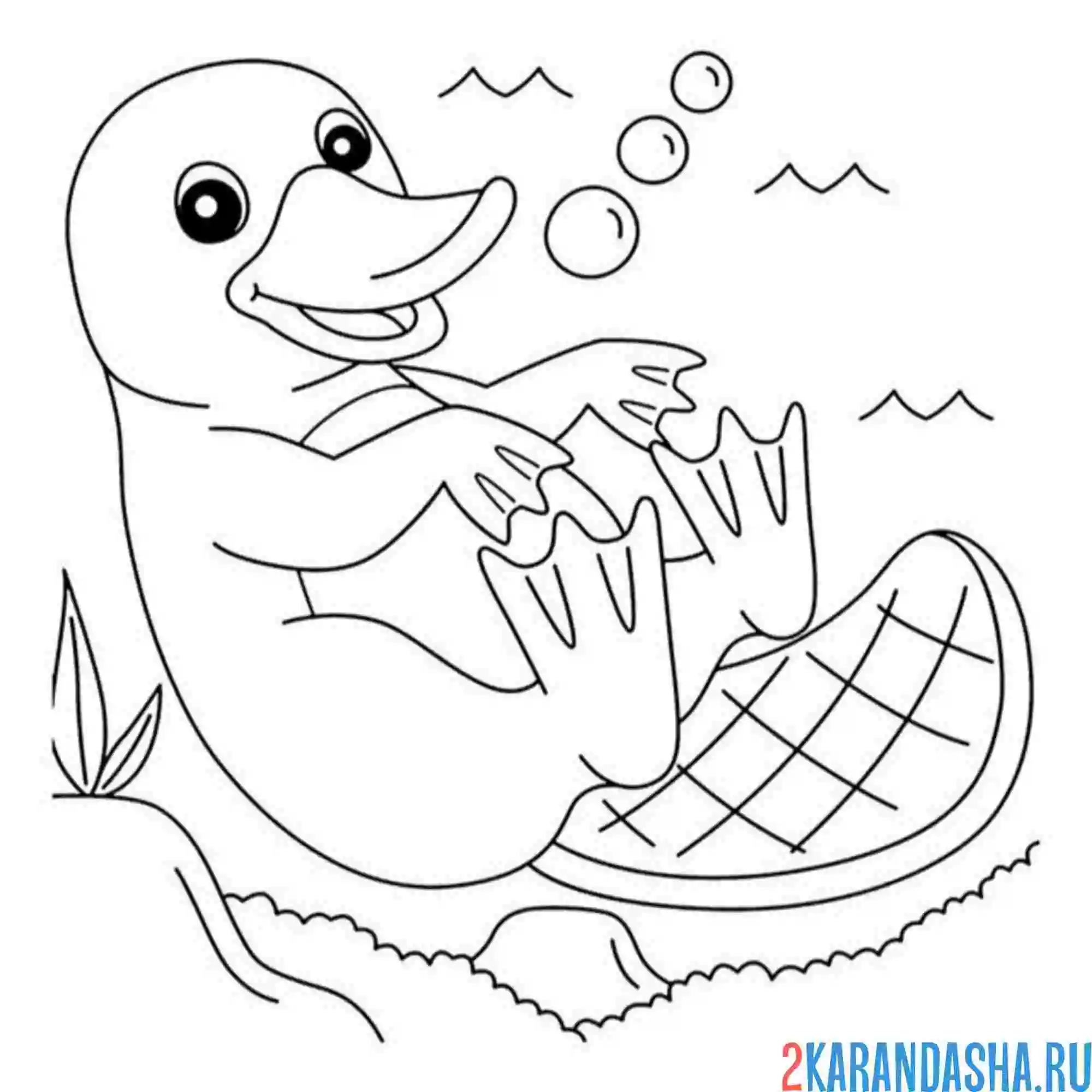 Раскраска утконос в зоопарке