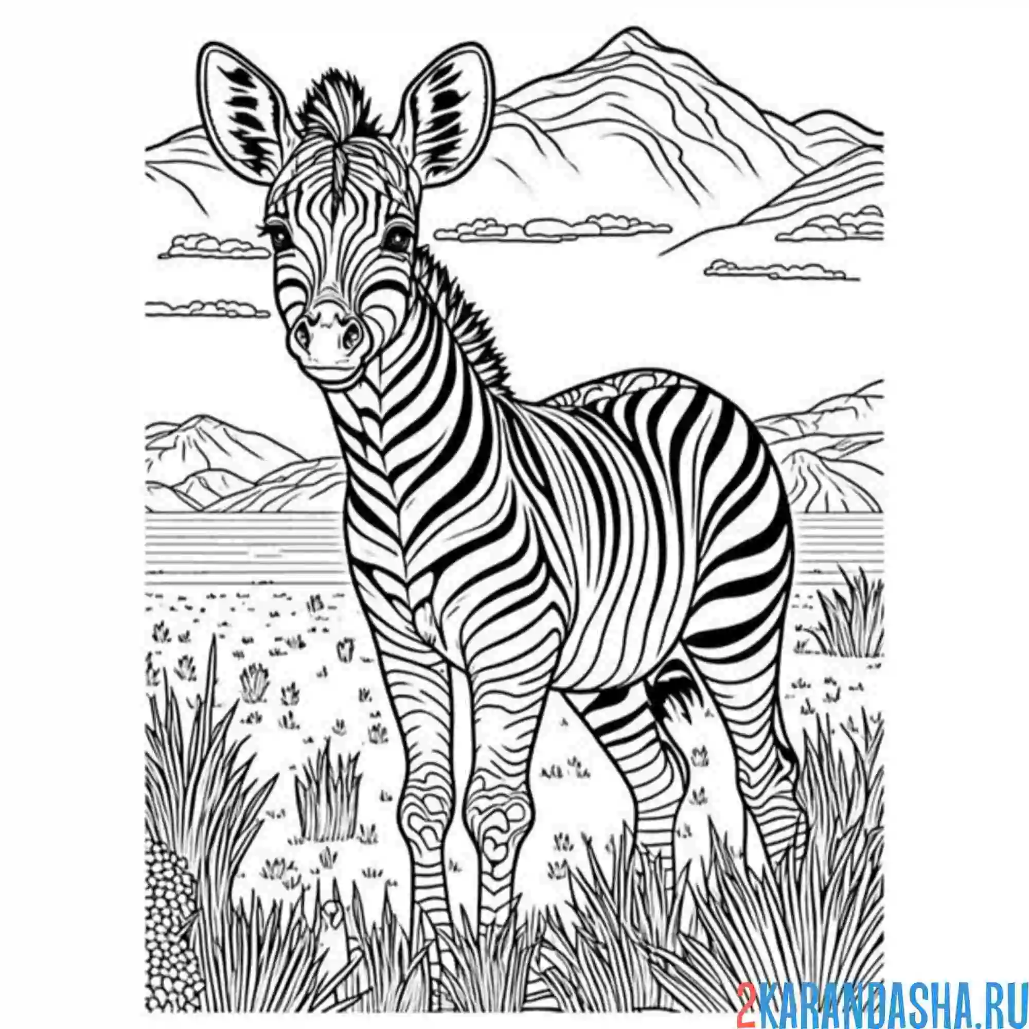 Раскраска зебра сафари
