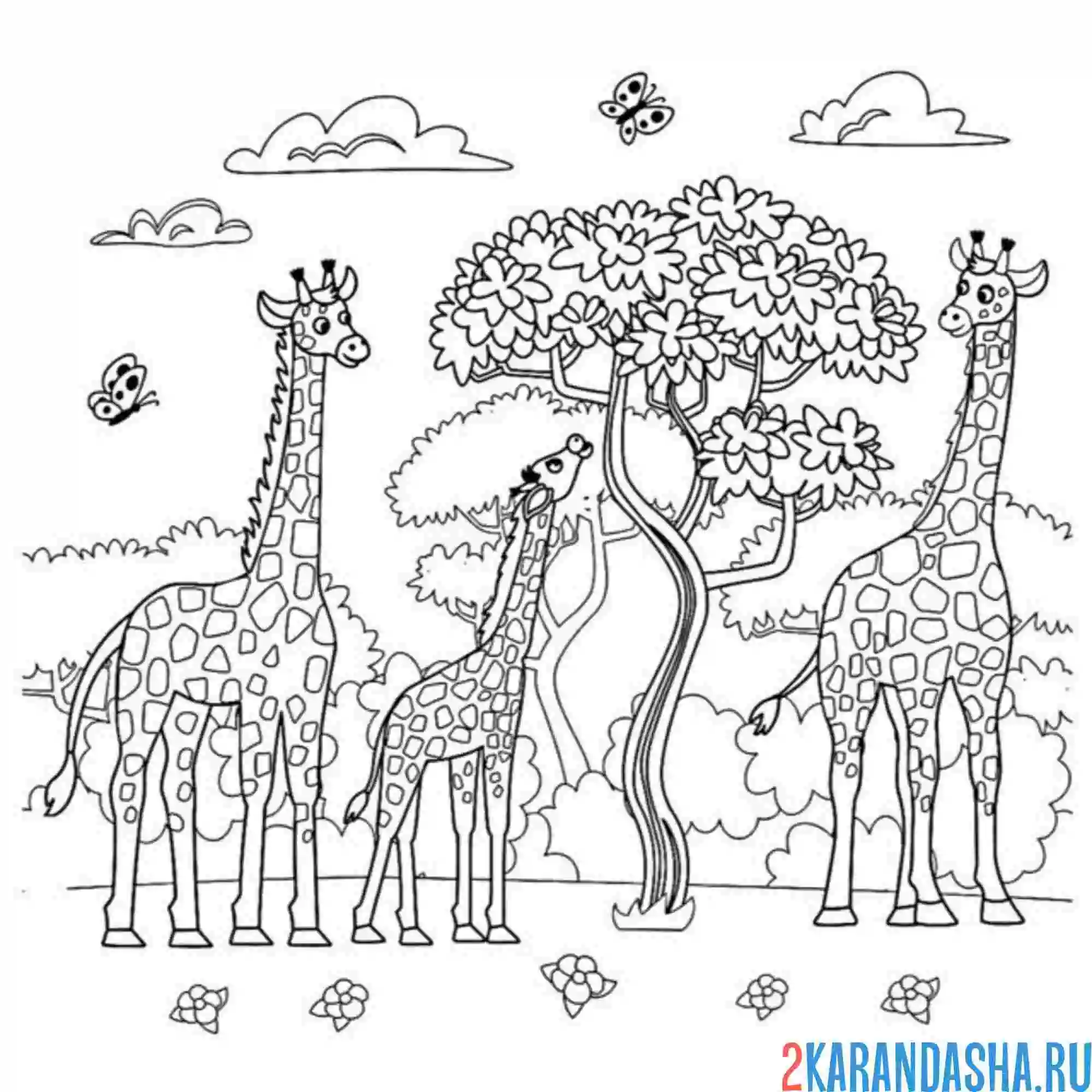 Раскраска жирафы сафари