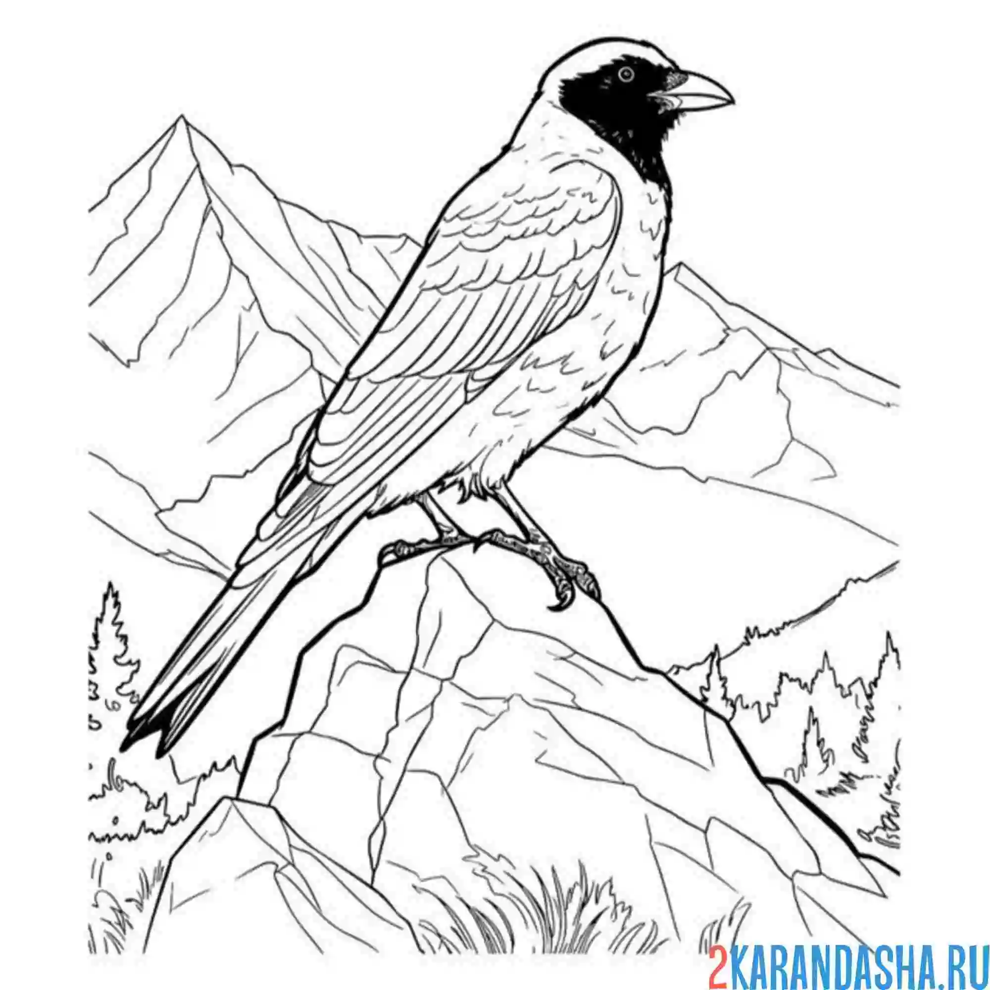 Раскраска сорока в горах