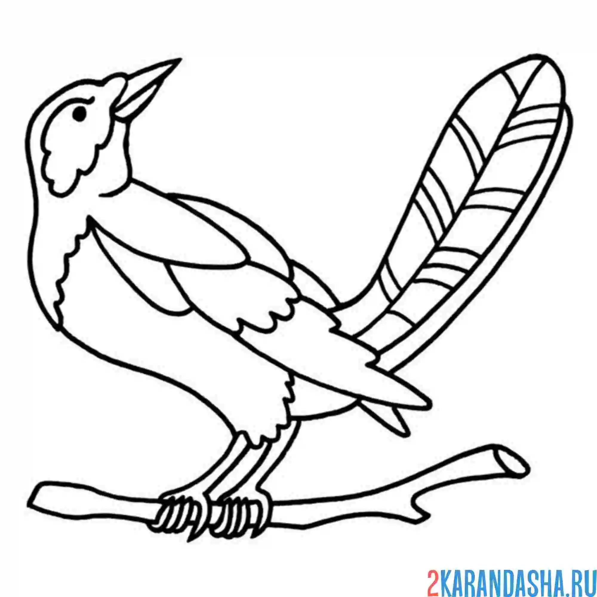 Раскраска сорока птичка
