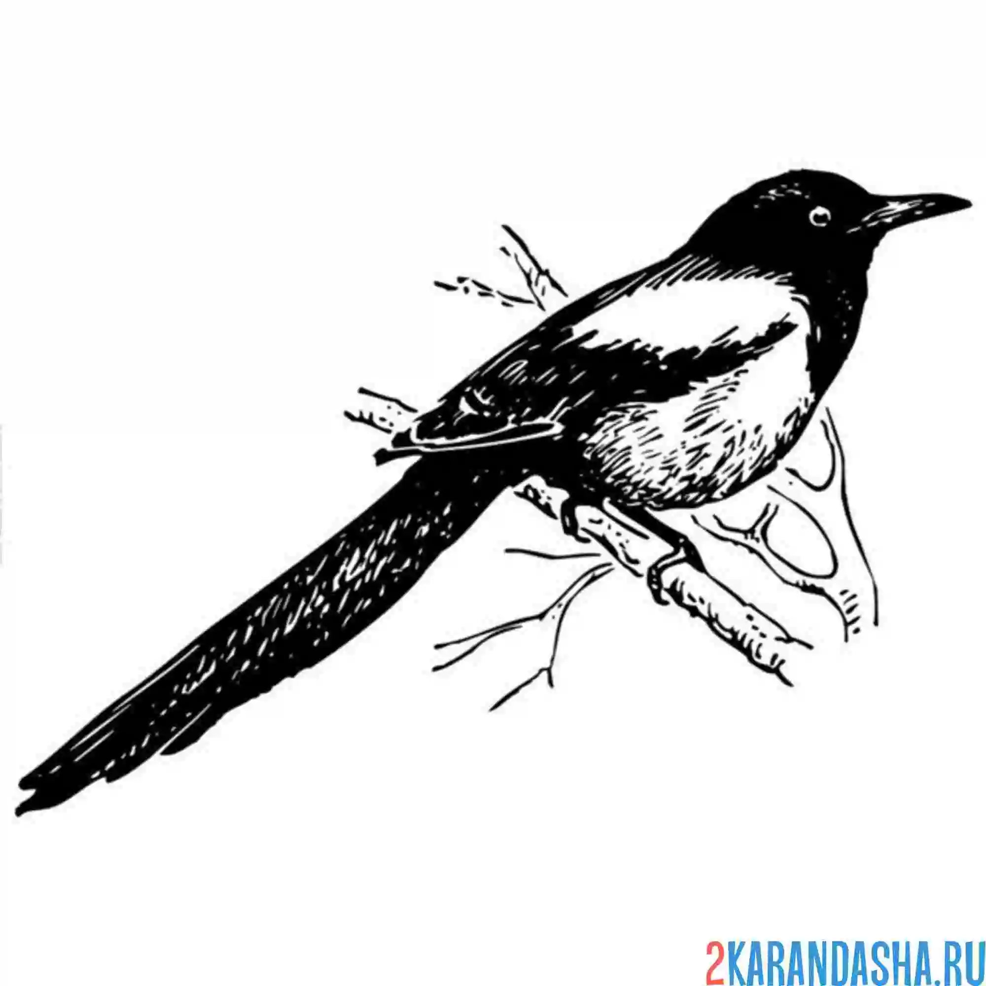 Раскраска птичка сорока