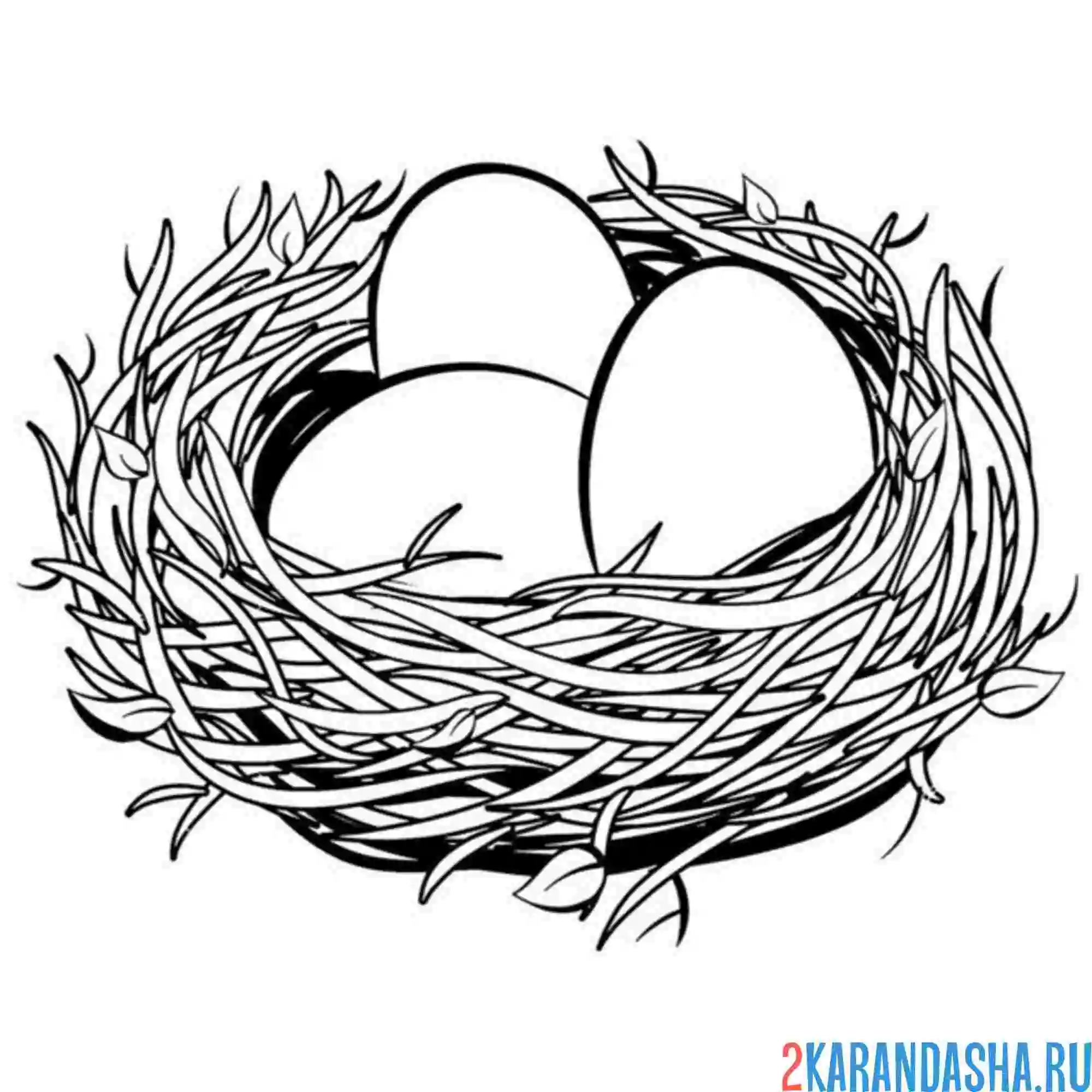 Раскраска гнездо с яичками