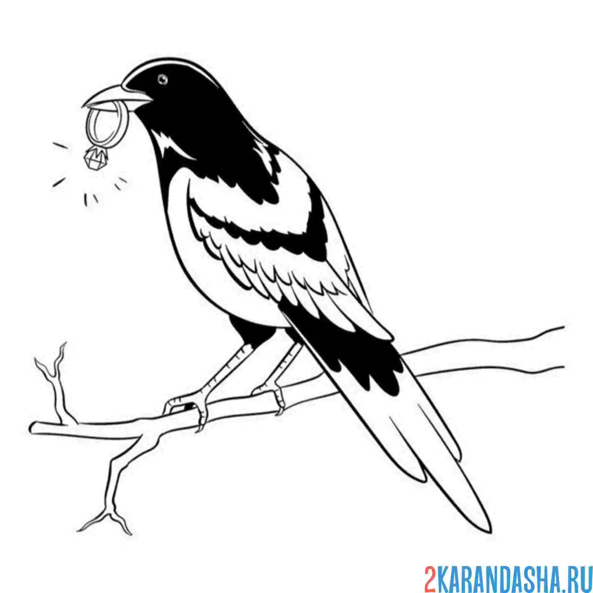 Раскраска сорока и блестящее кольцо