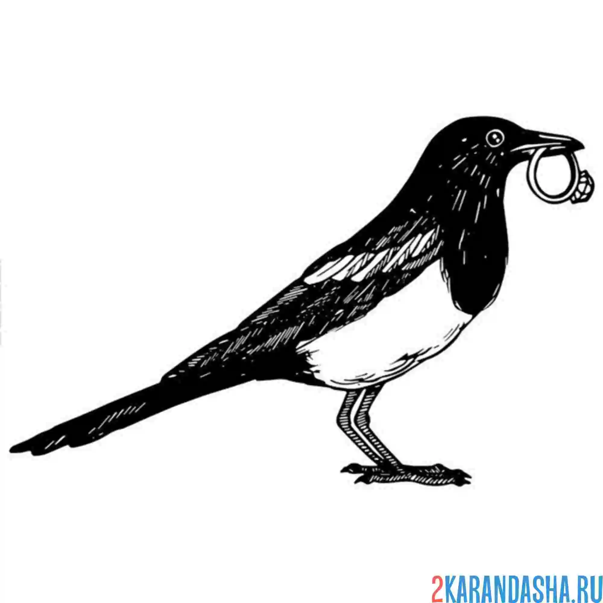 Раскраска сорока и кольцо