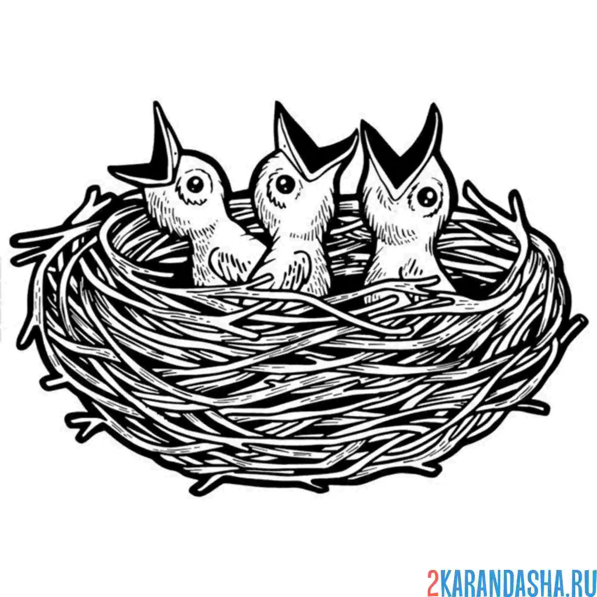 Раскраска птенцы в гнезде