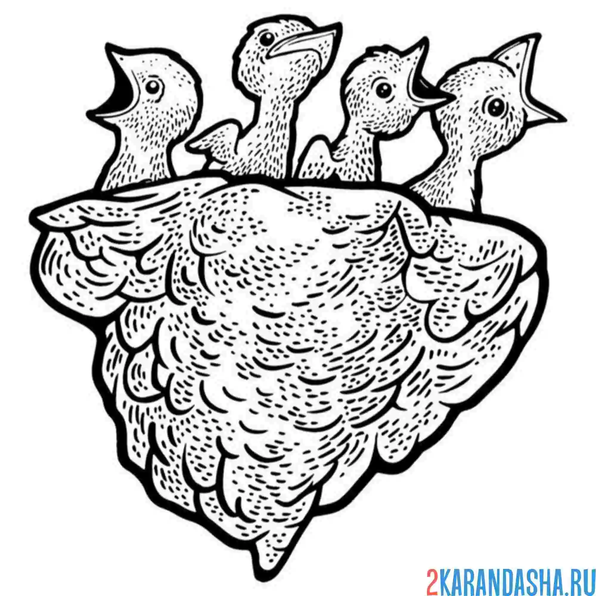 Раскраска ласточкины птенцы