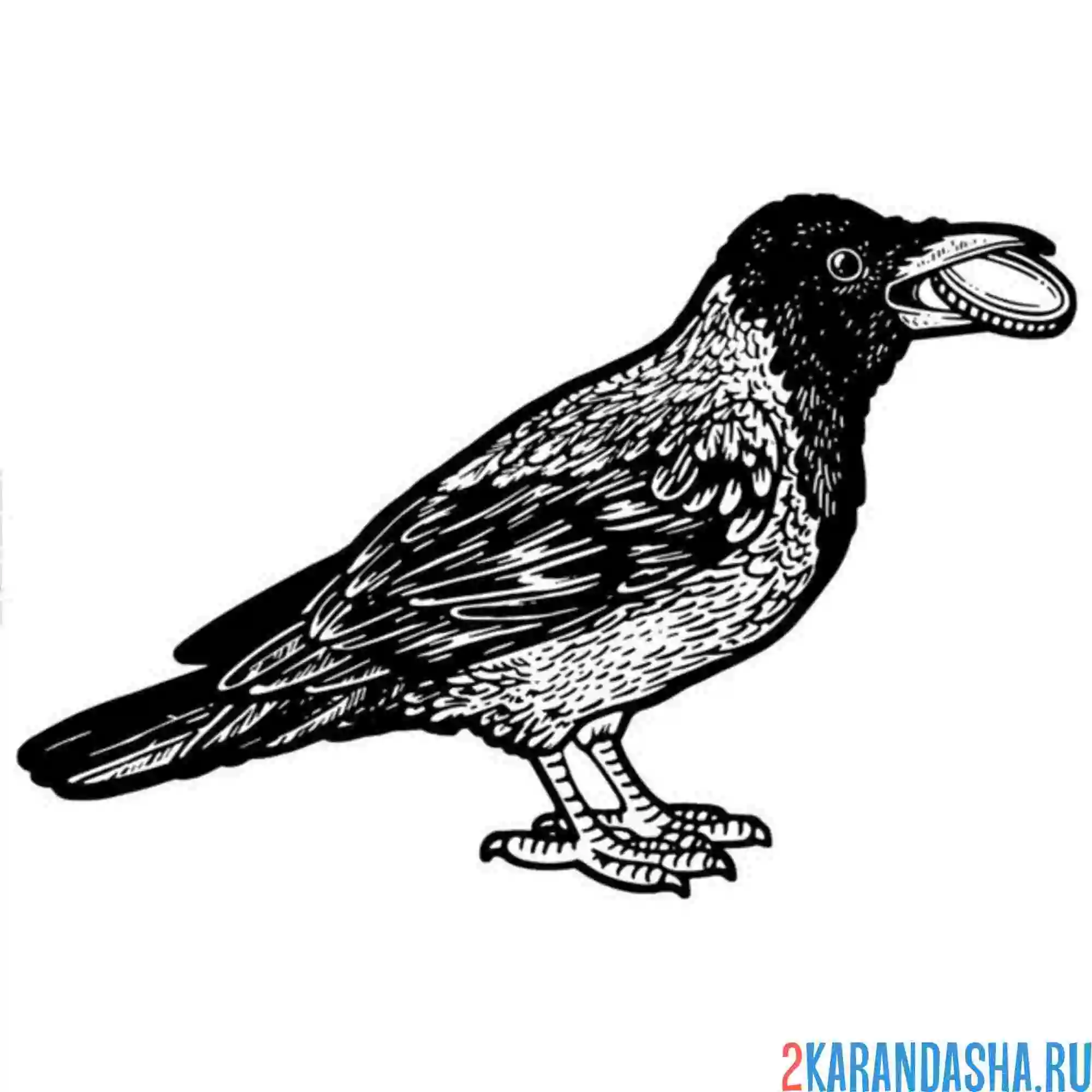 Раскраска сорока с кольцом