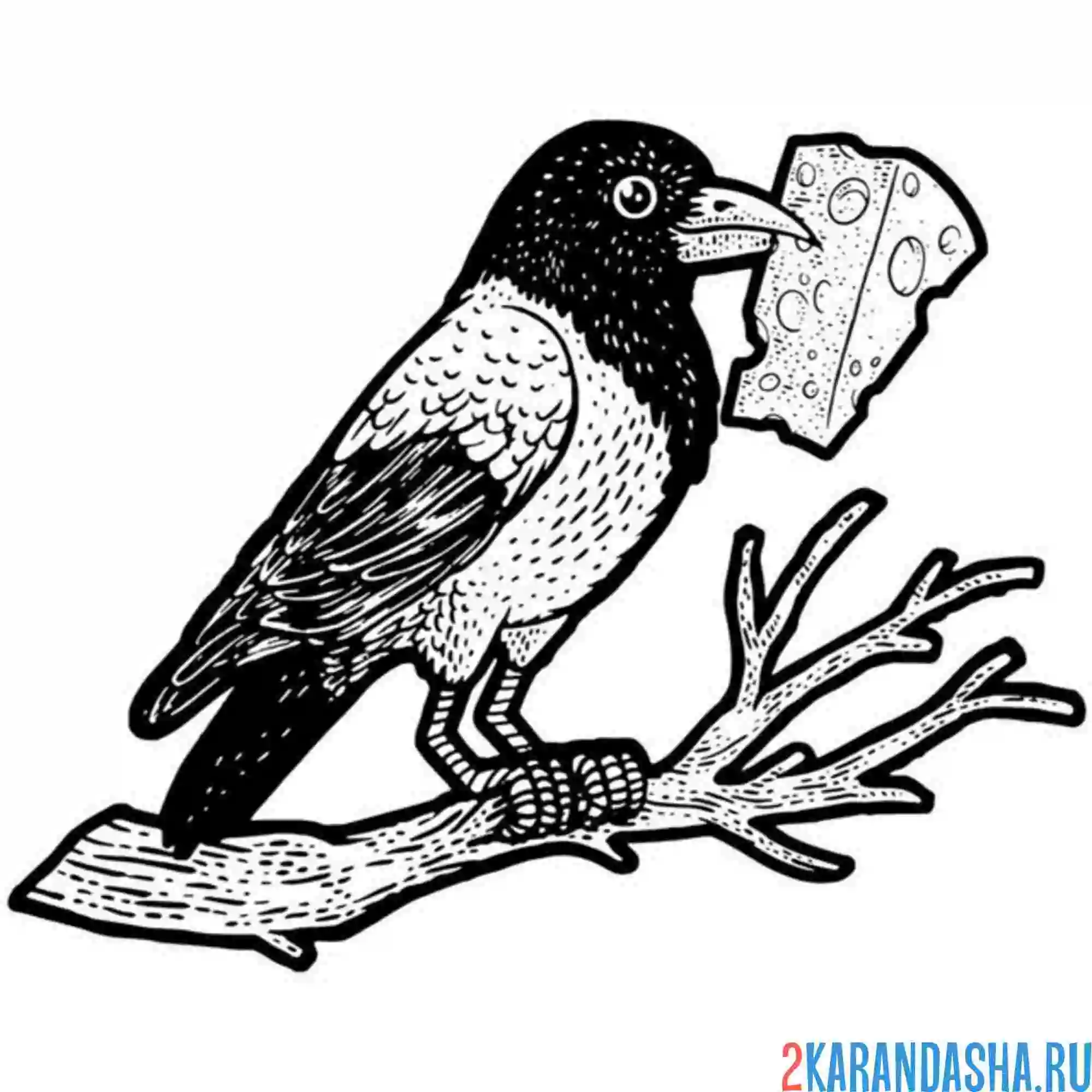 Раскраска сорока и сыр