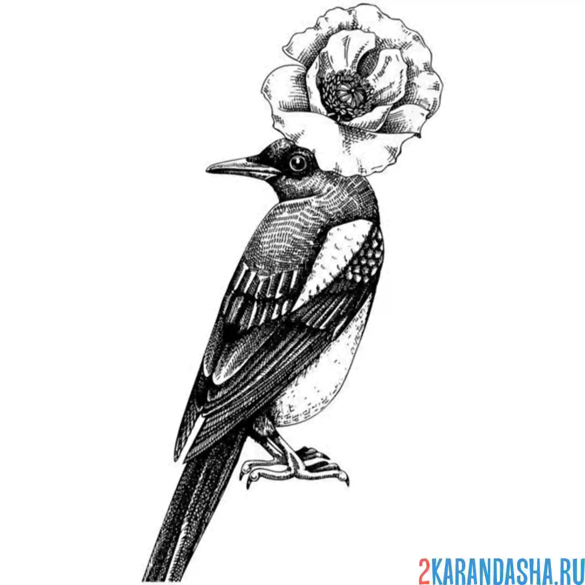 Раскраска сорока и цветы