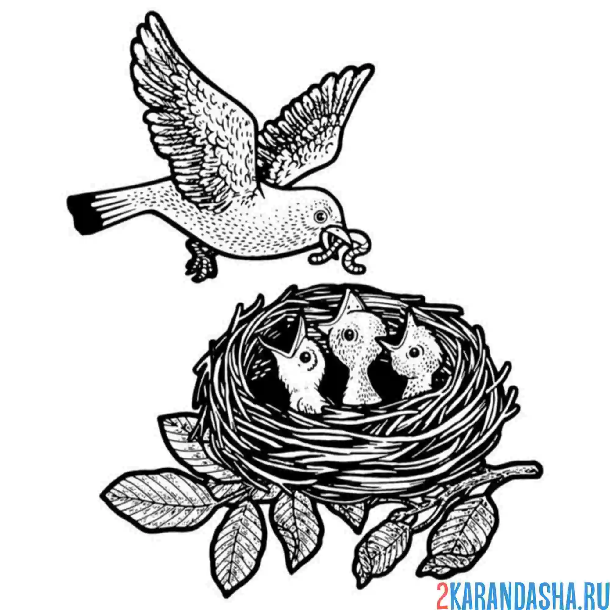 Раскраска птичка кормит птенцов