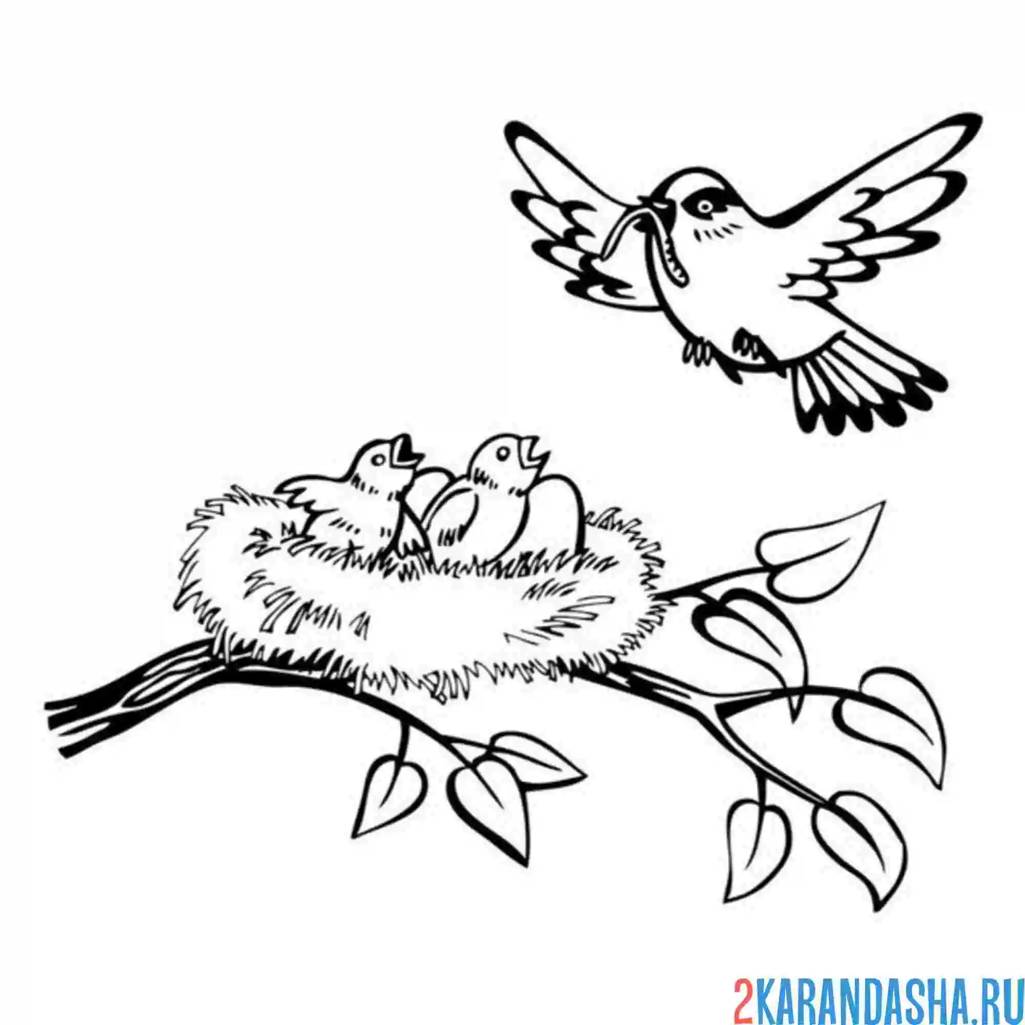 Раскраска мама птица летит к гнезду