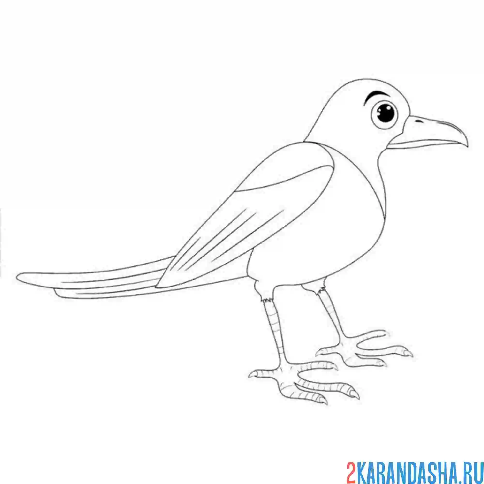 Раскраска сорока большая птица