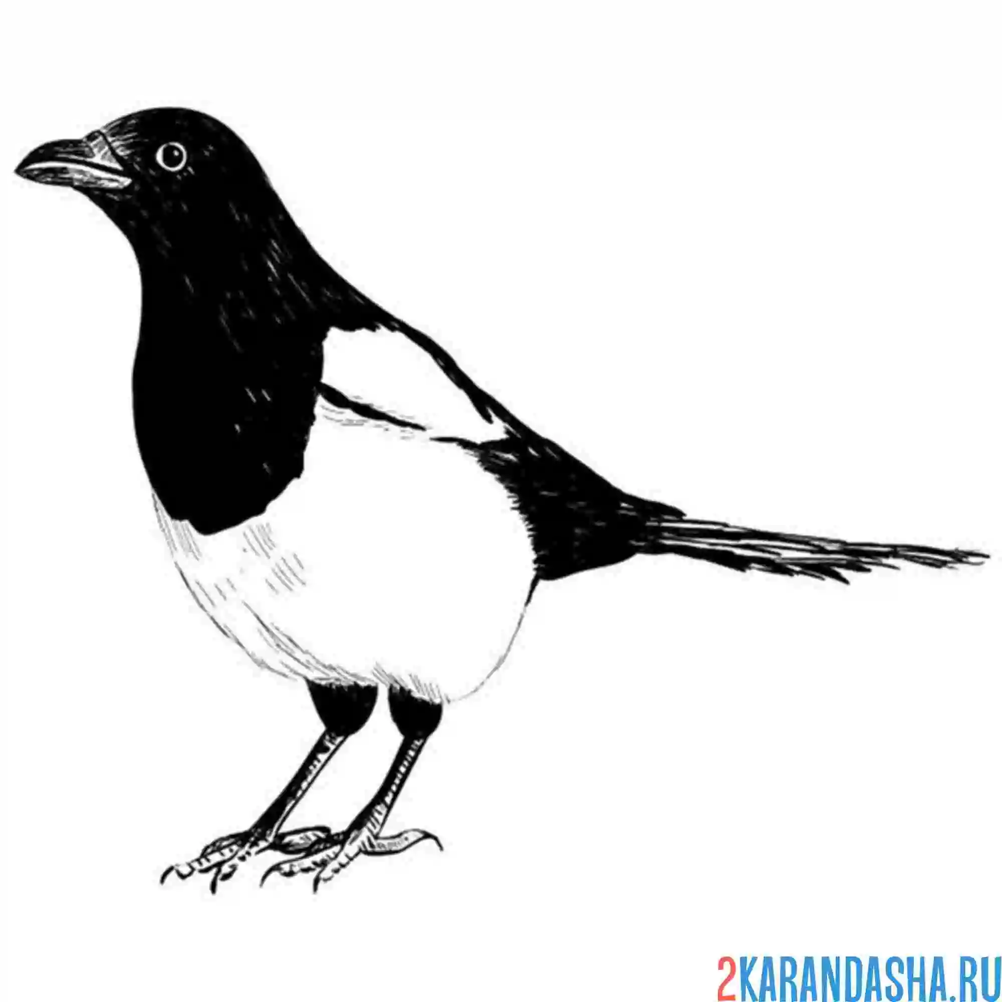 Раскраска сорока птичка красивая