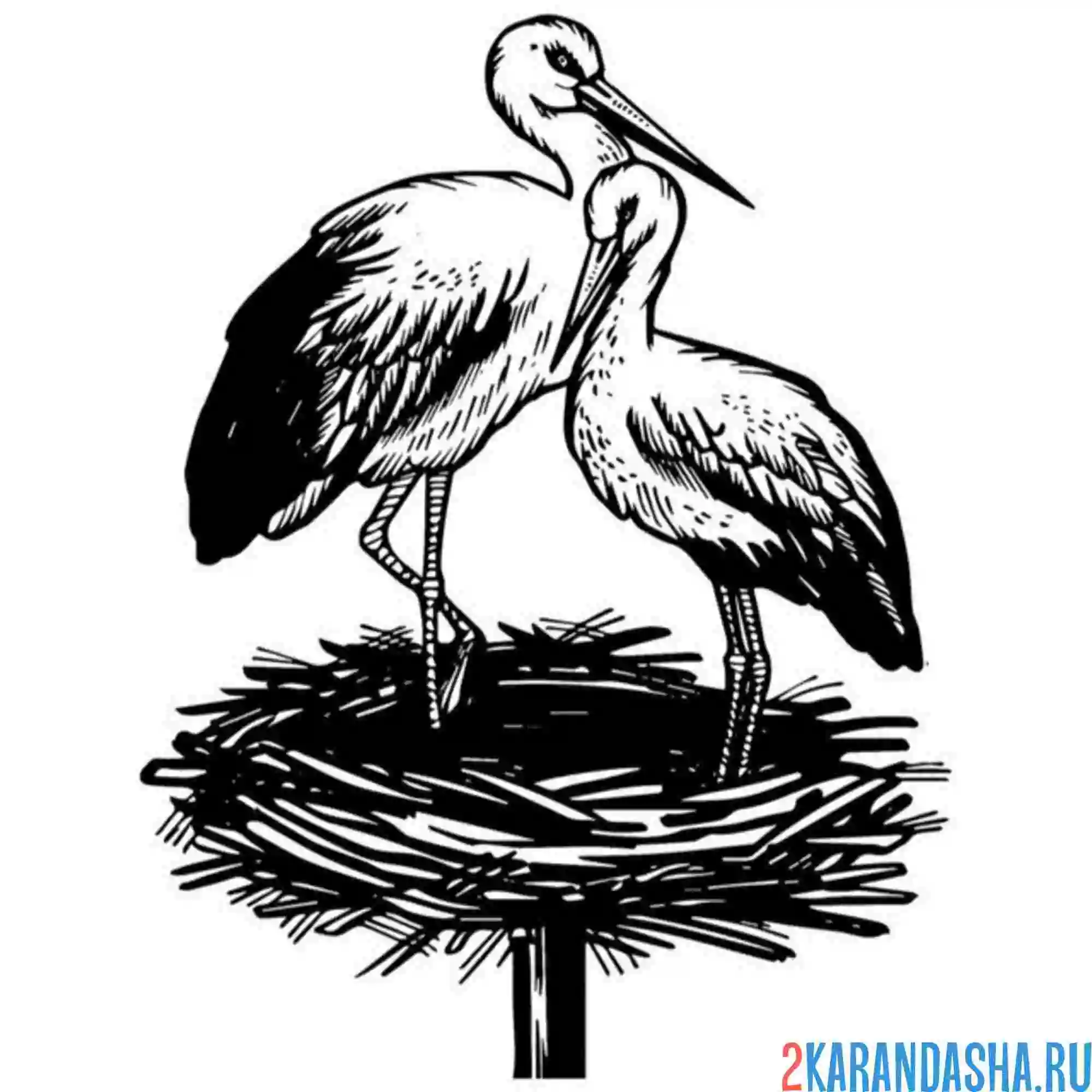 Раскраска два аиста птицы