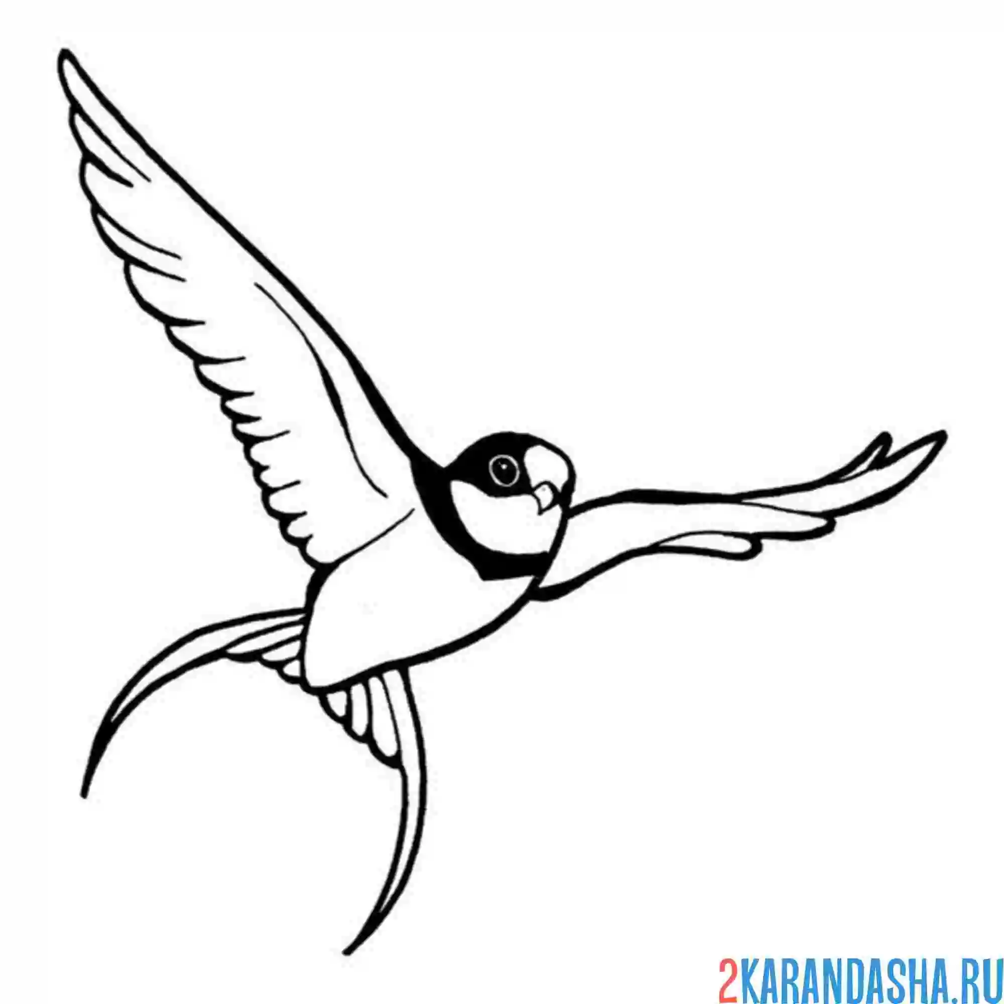 Раскраска ласточка в небе
