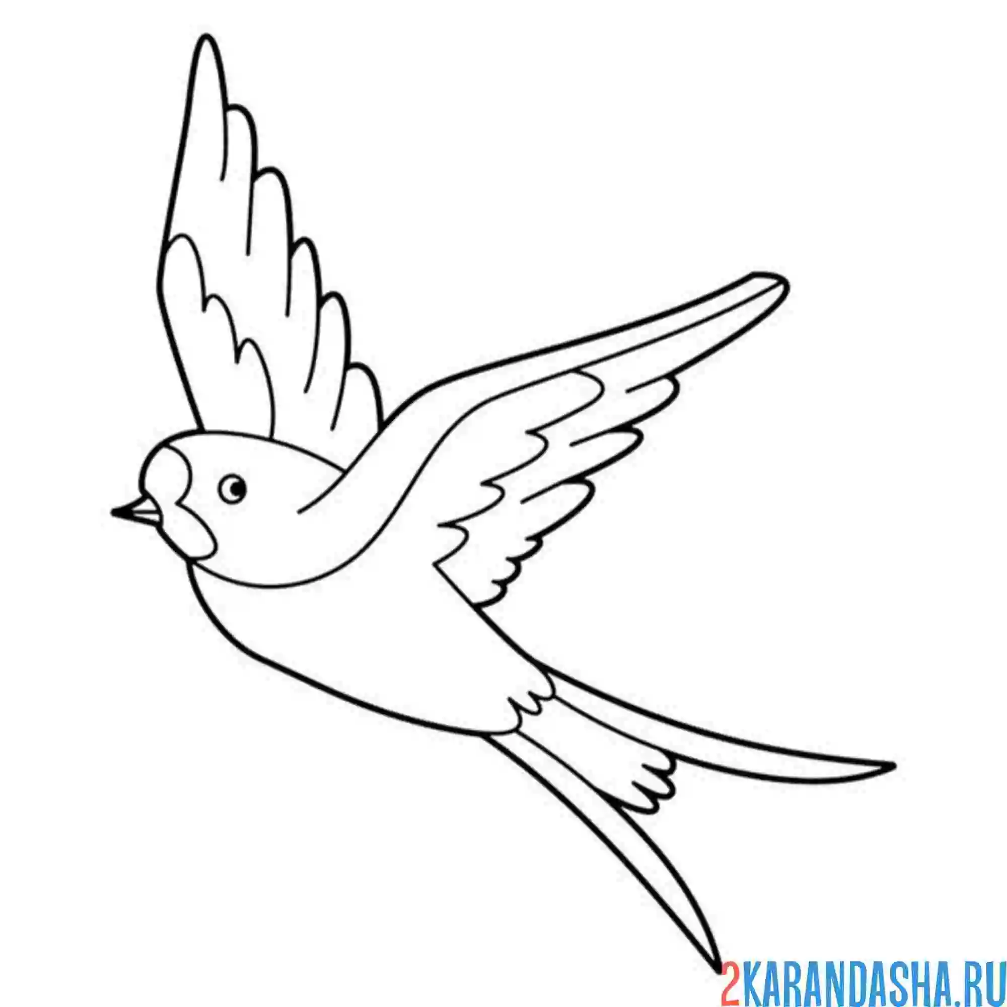 Раскраска ласточка крылья