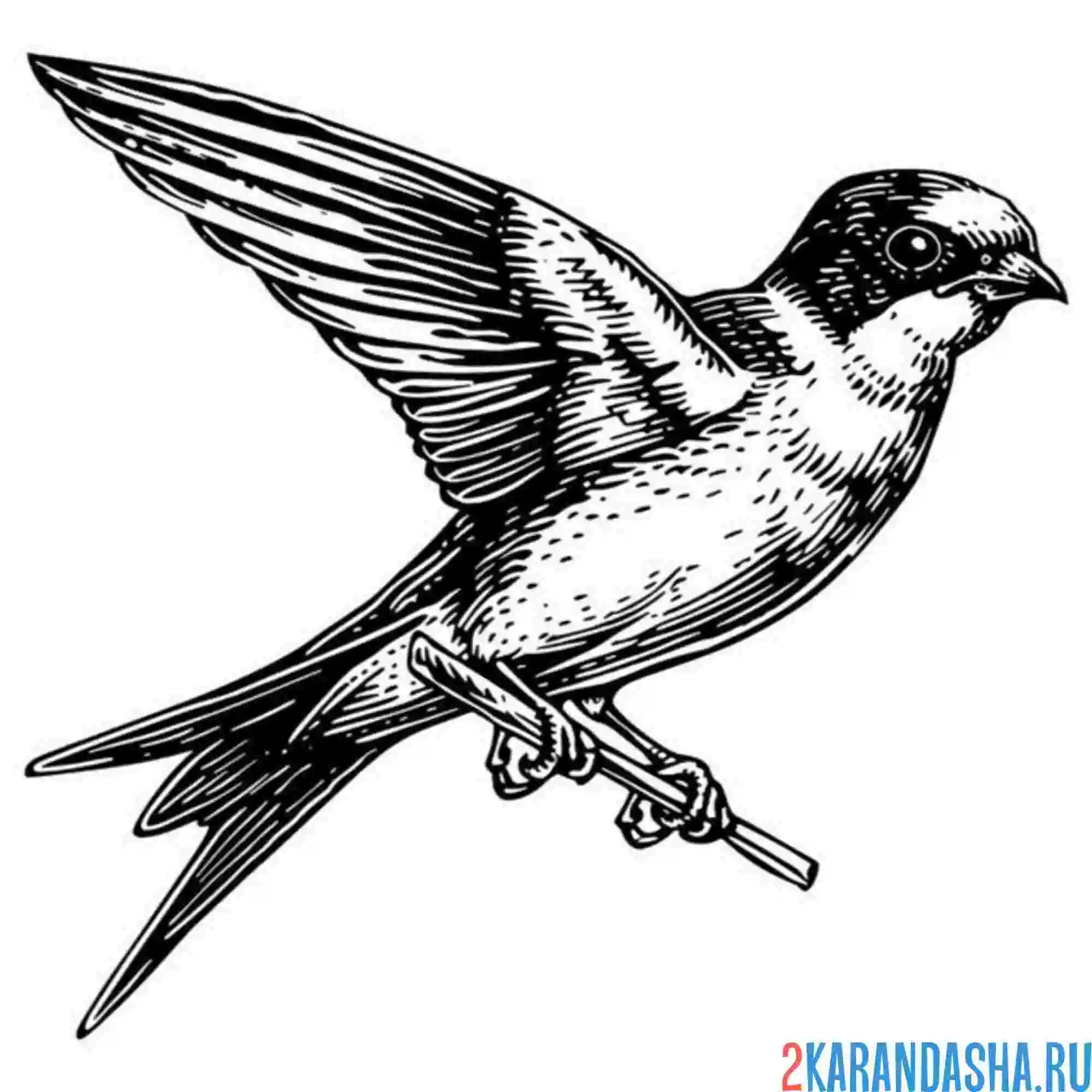 Раскраска ласточка фото
