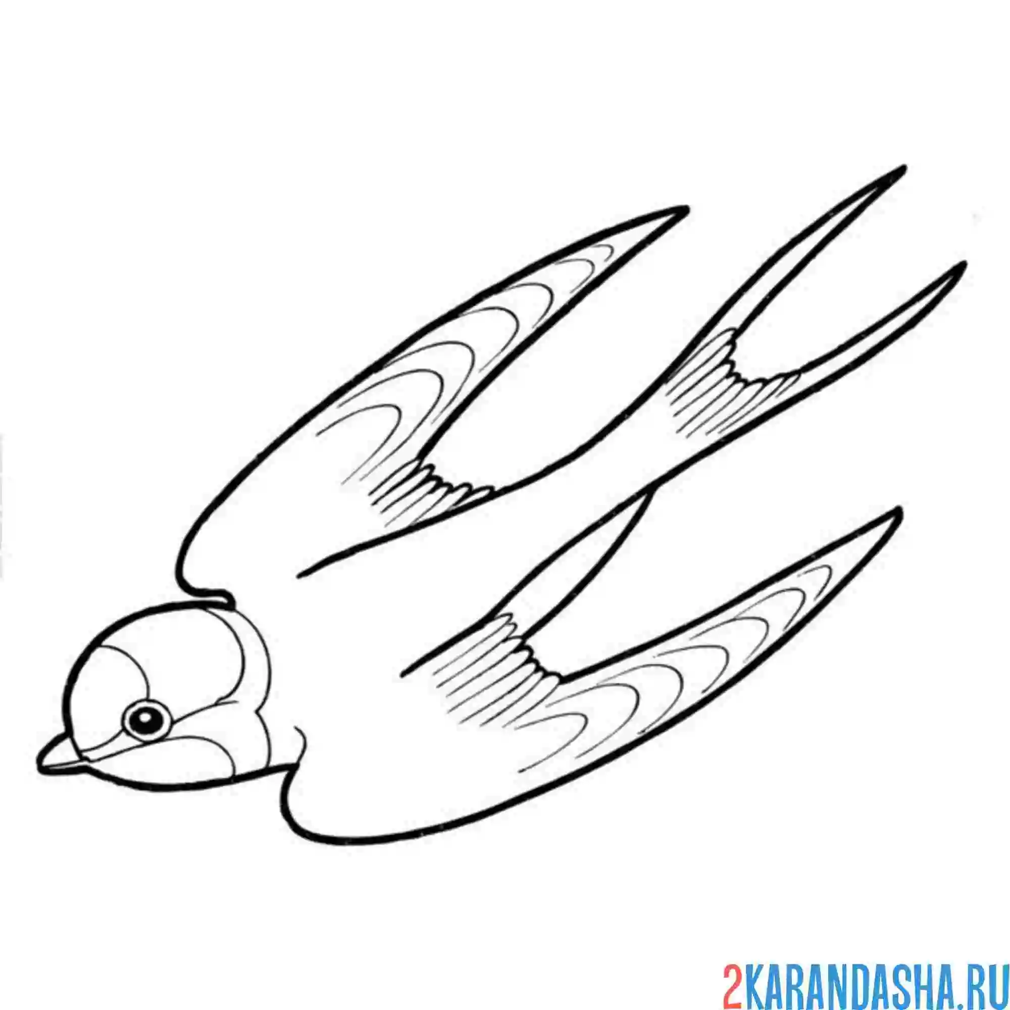 Раскраска ласточка