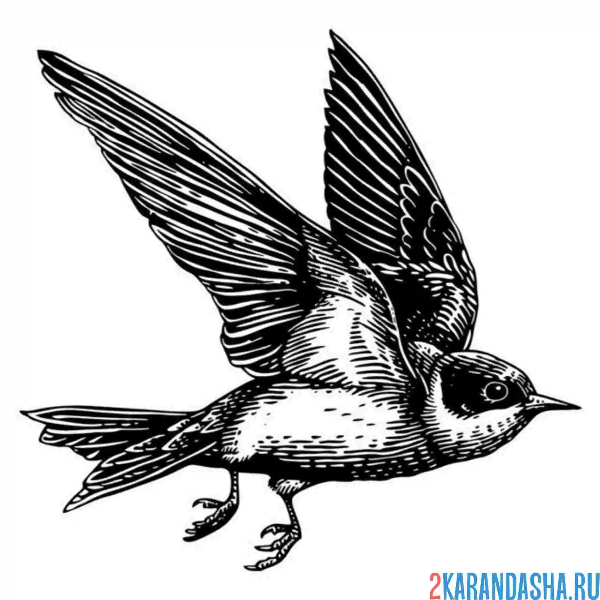 Раскраска ласточка летит настоящая