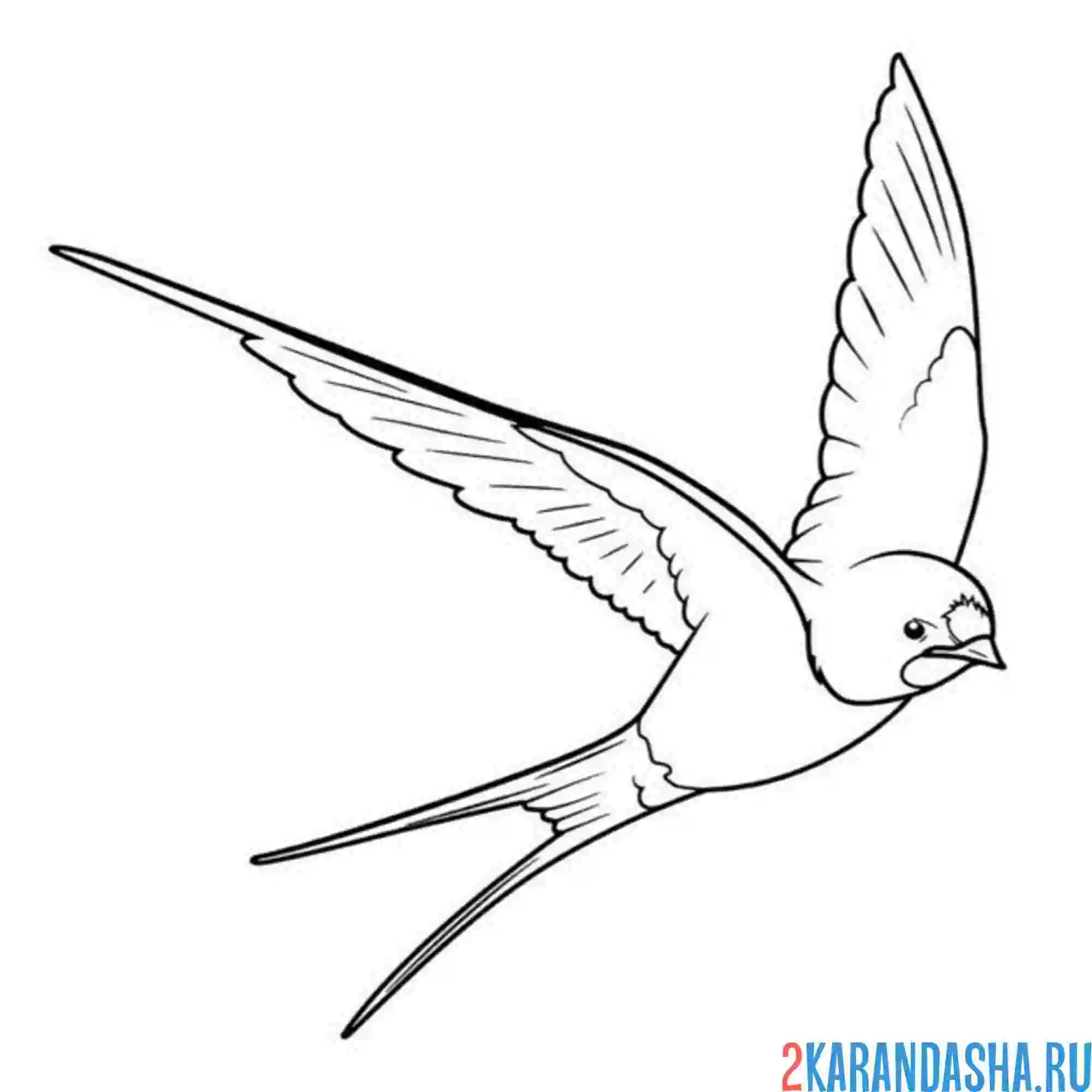 Раскраска ласточка на охоте