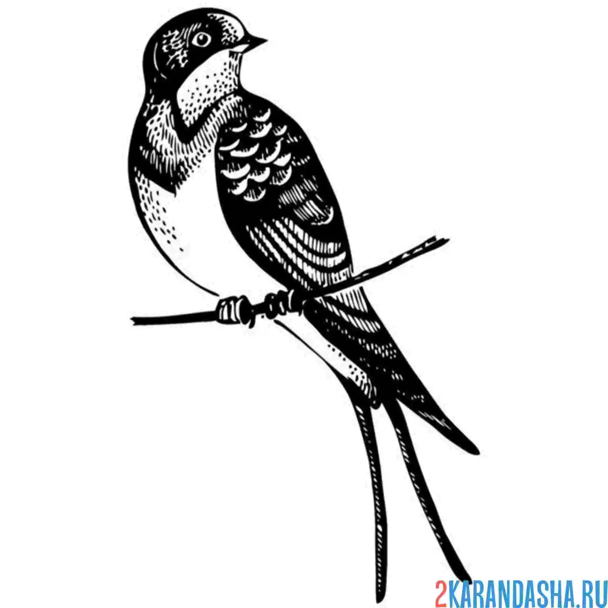 Раскраска ласточка на ветке