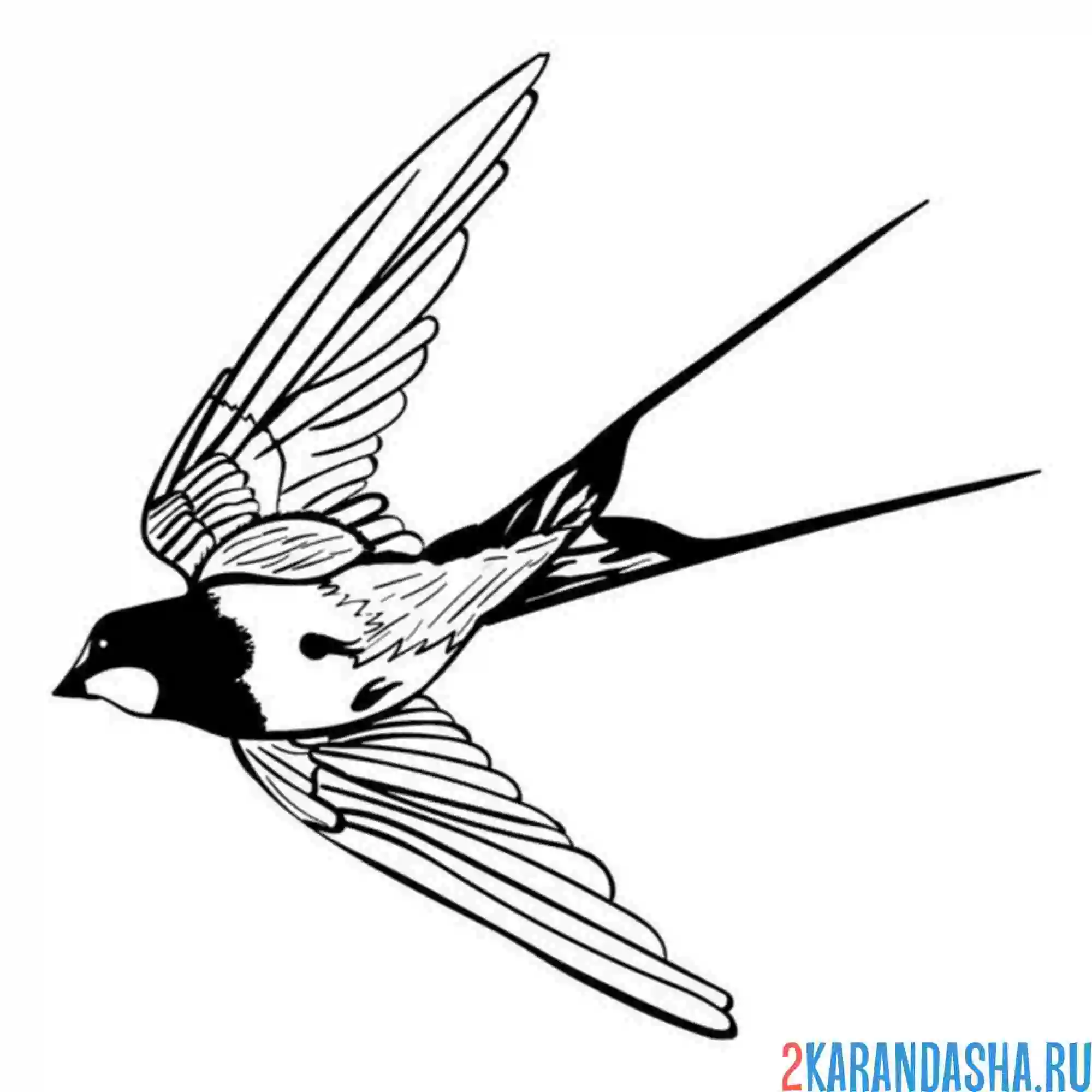 Раскраска ласточка красивая