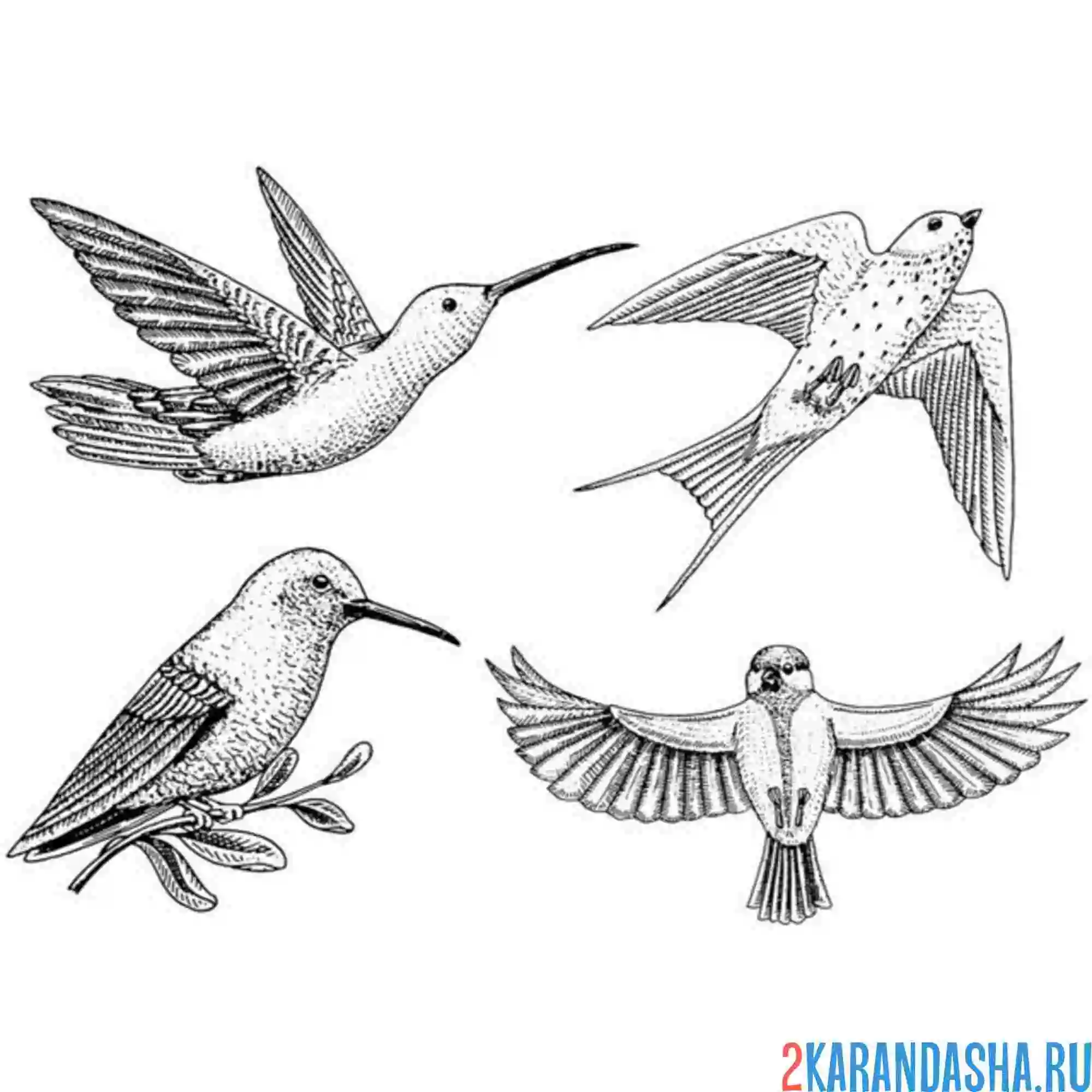Раскраска колибри ласточка синичка