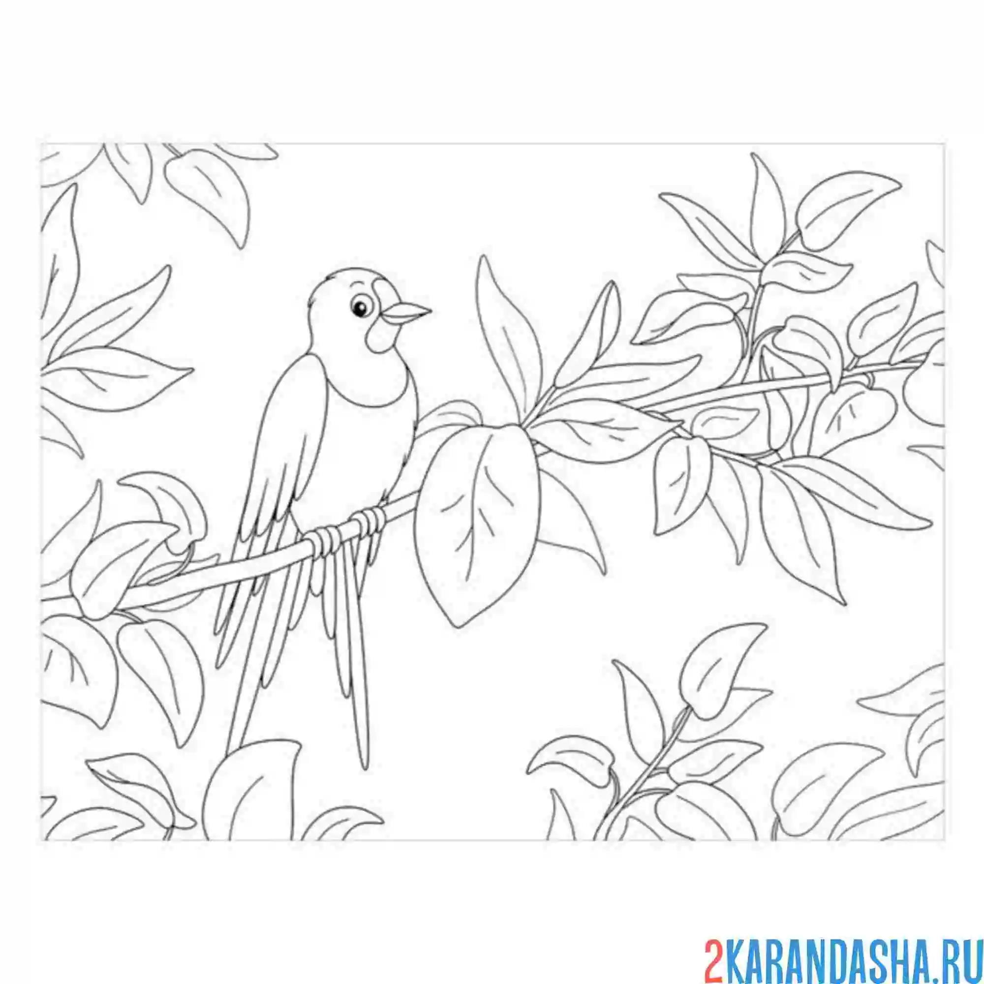 Раскраска ласточка на дереве