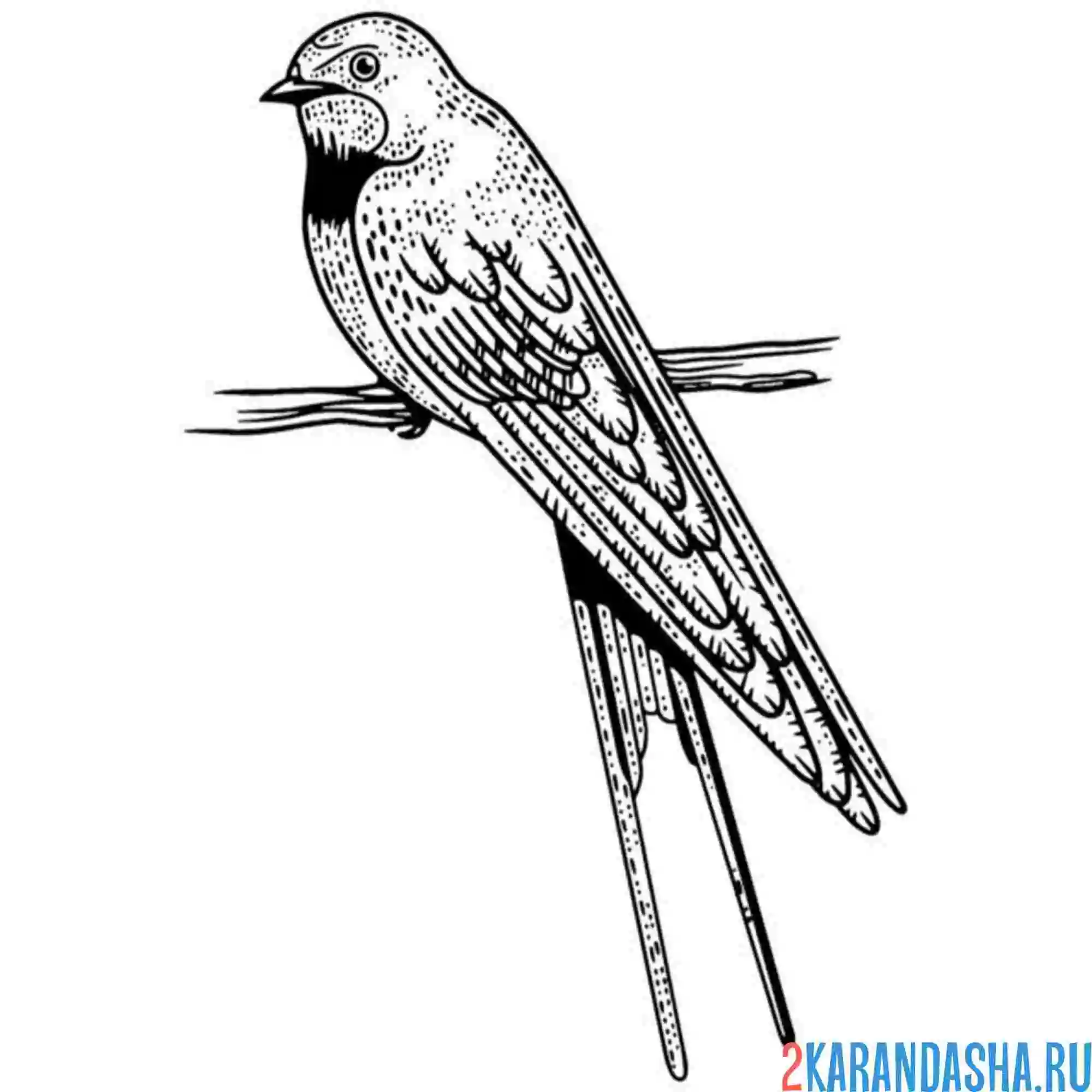 Раскраска красивая ласточка на ветке