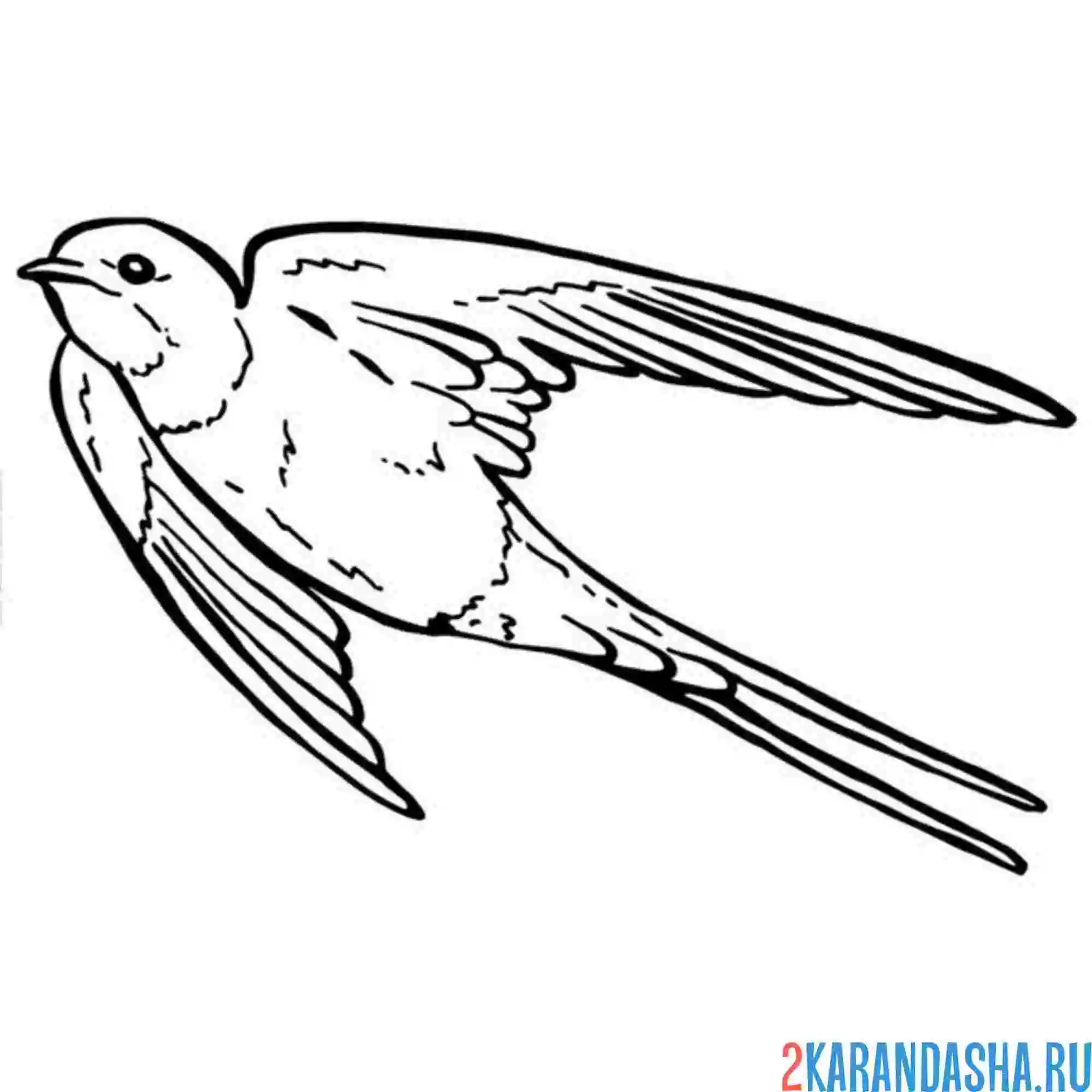 Раскраска ласточка  быстрая