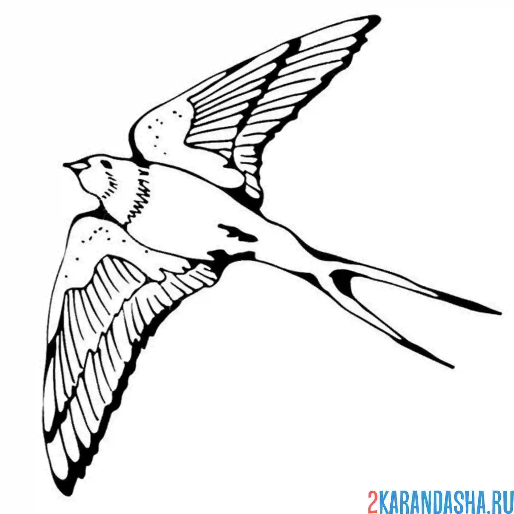 Раскраска ласточка вид снизу