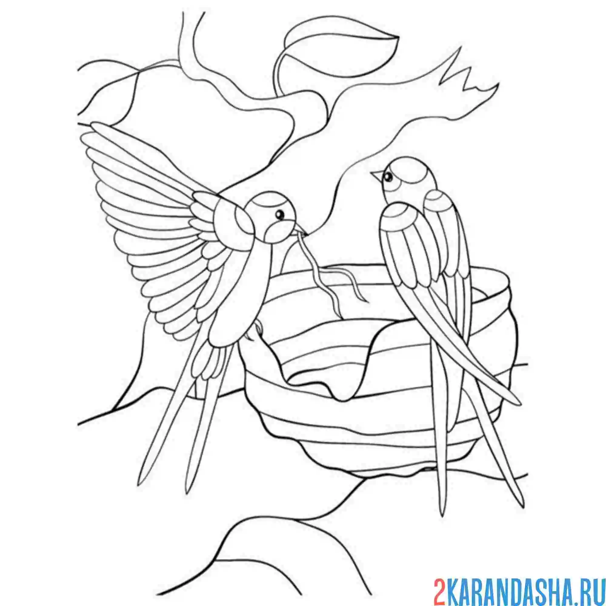 Раскраска две ласточки в гнезде