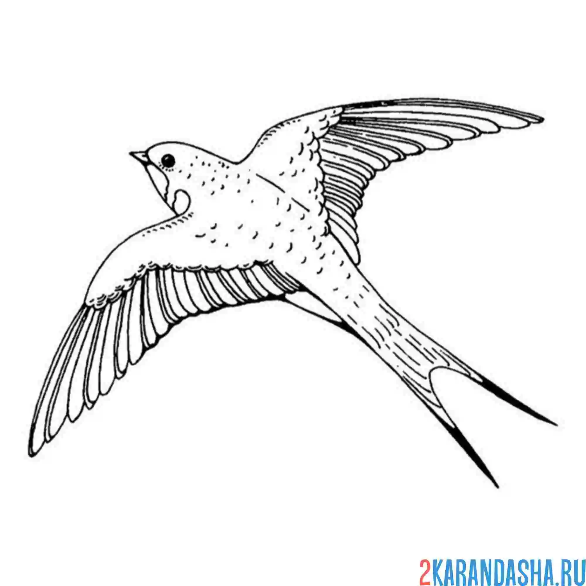 Раскраска ласточка птичка