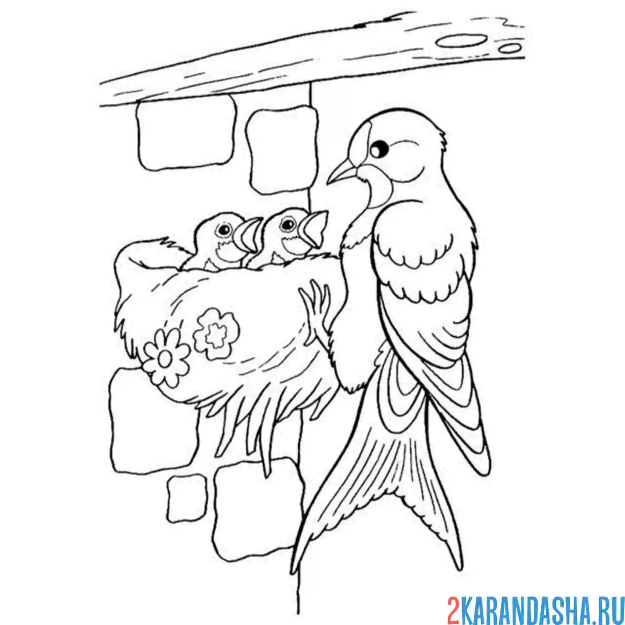 Раскраска ласточка гнездо кормит птенцов