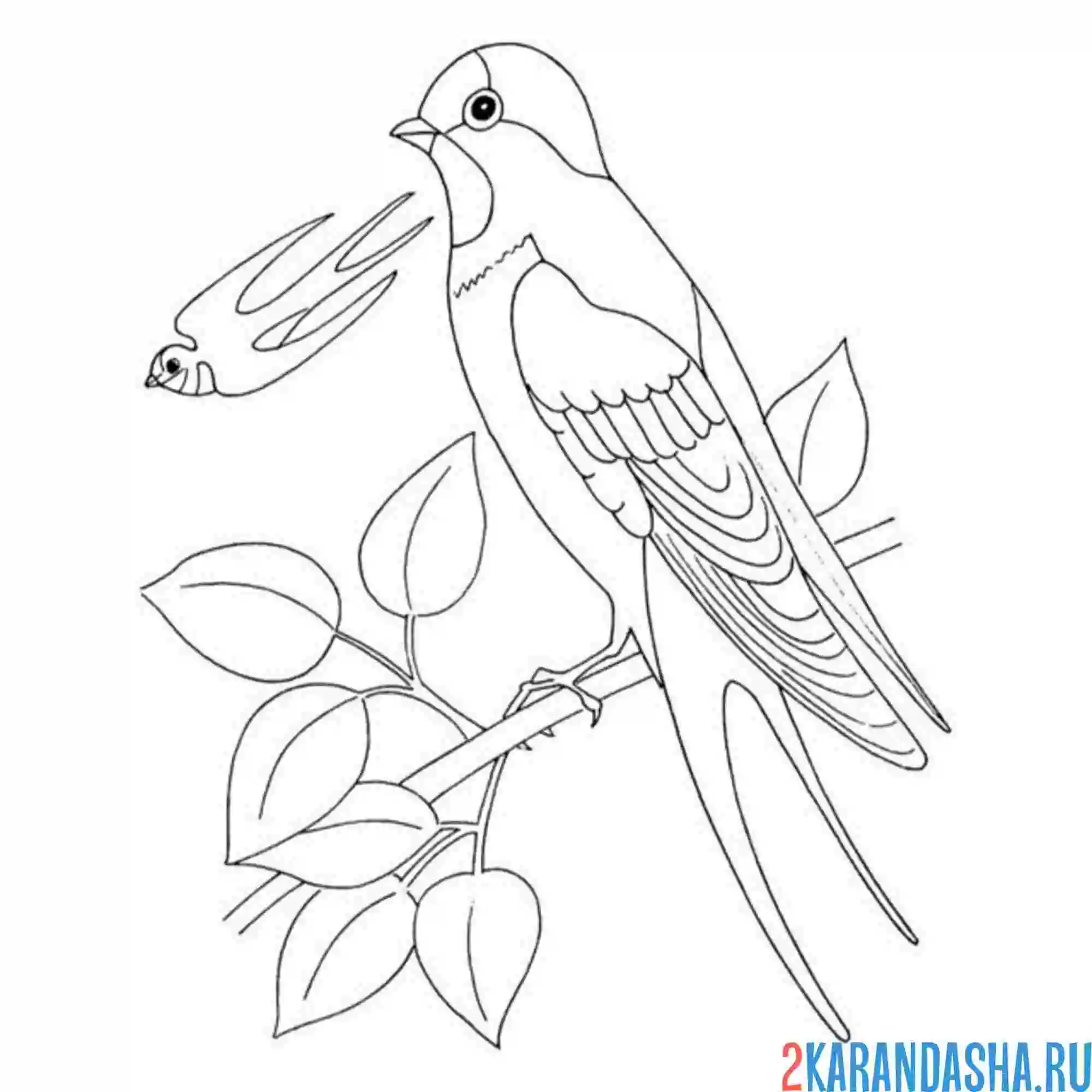 Раскраска ласточка семья