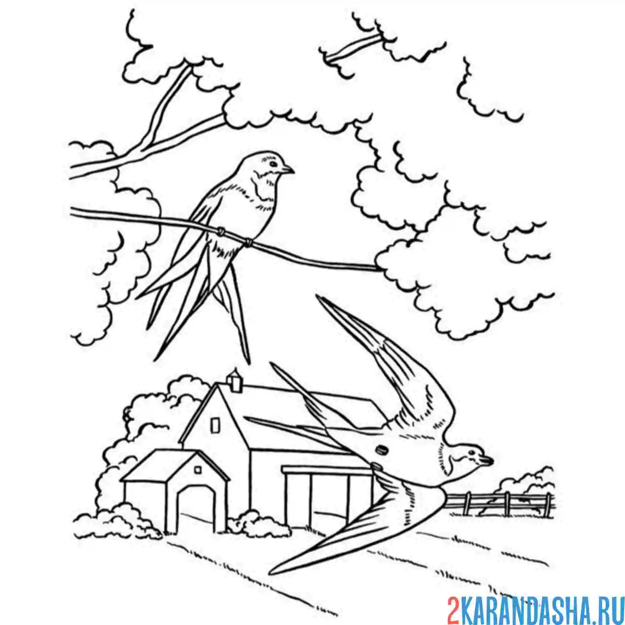 Раскраска ласточка семейная пара