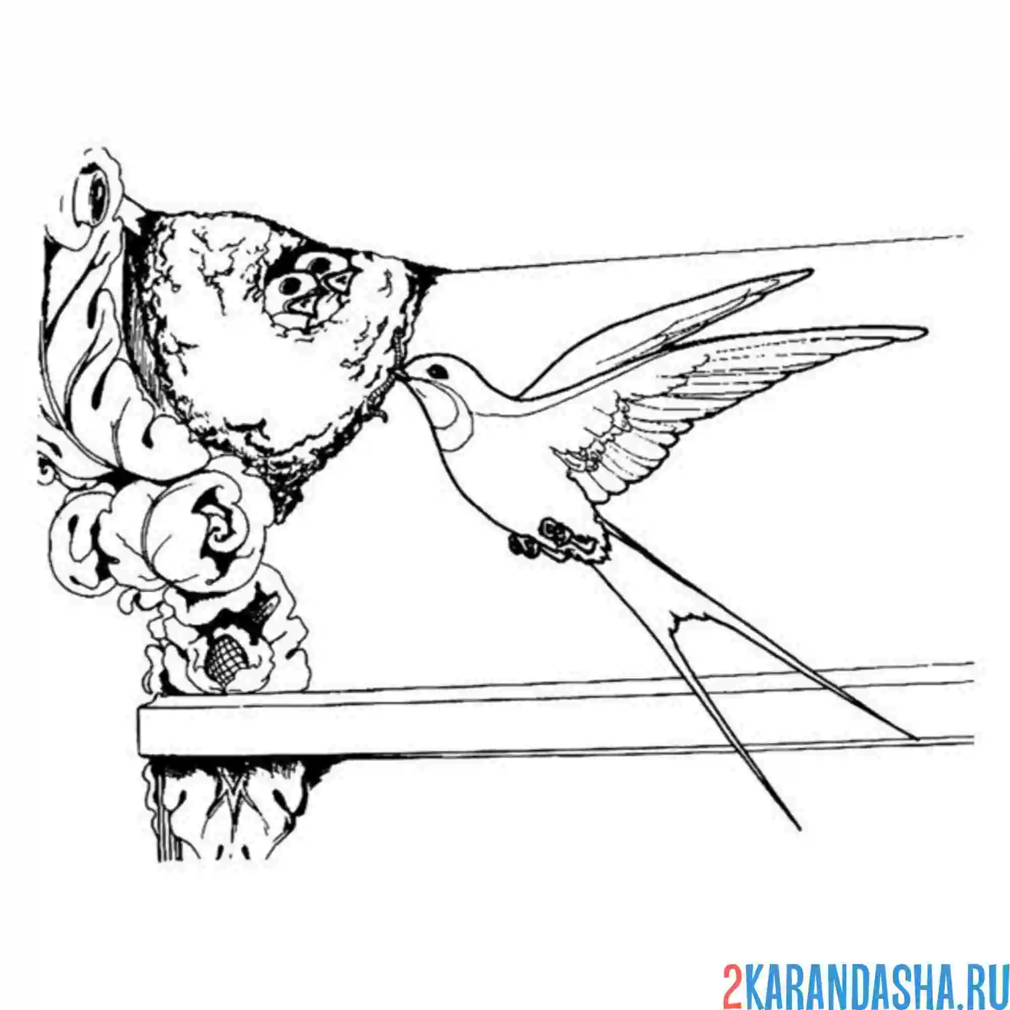 Раскраска гнездо ласточки и птенчики