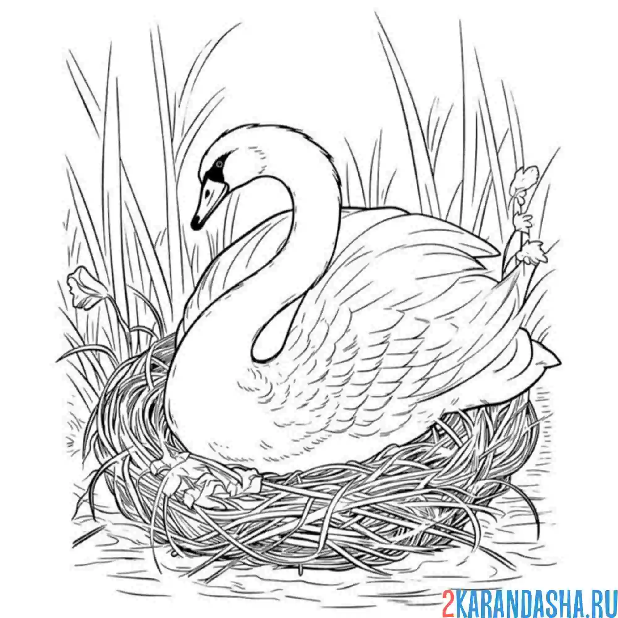 Раскраска лебедь в гнезде