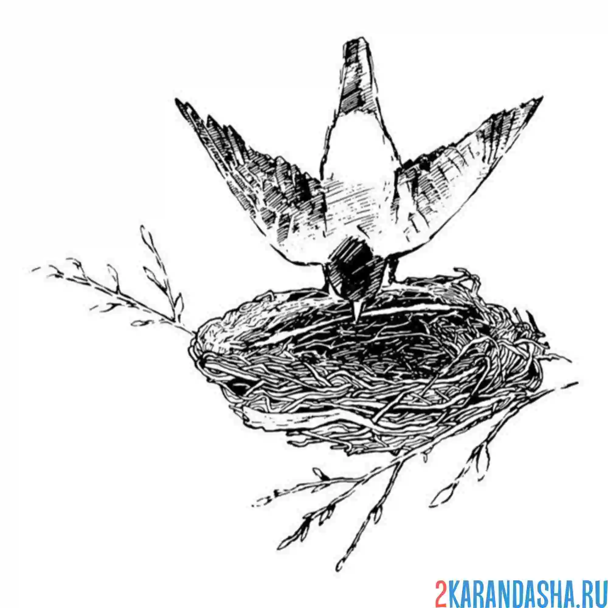 Раскраска птичка вьет гнездо