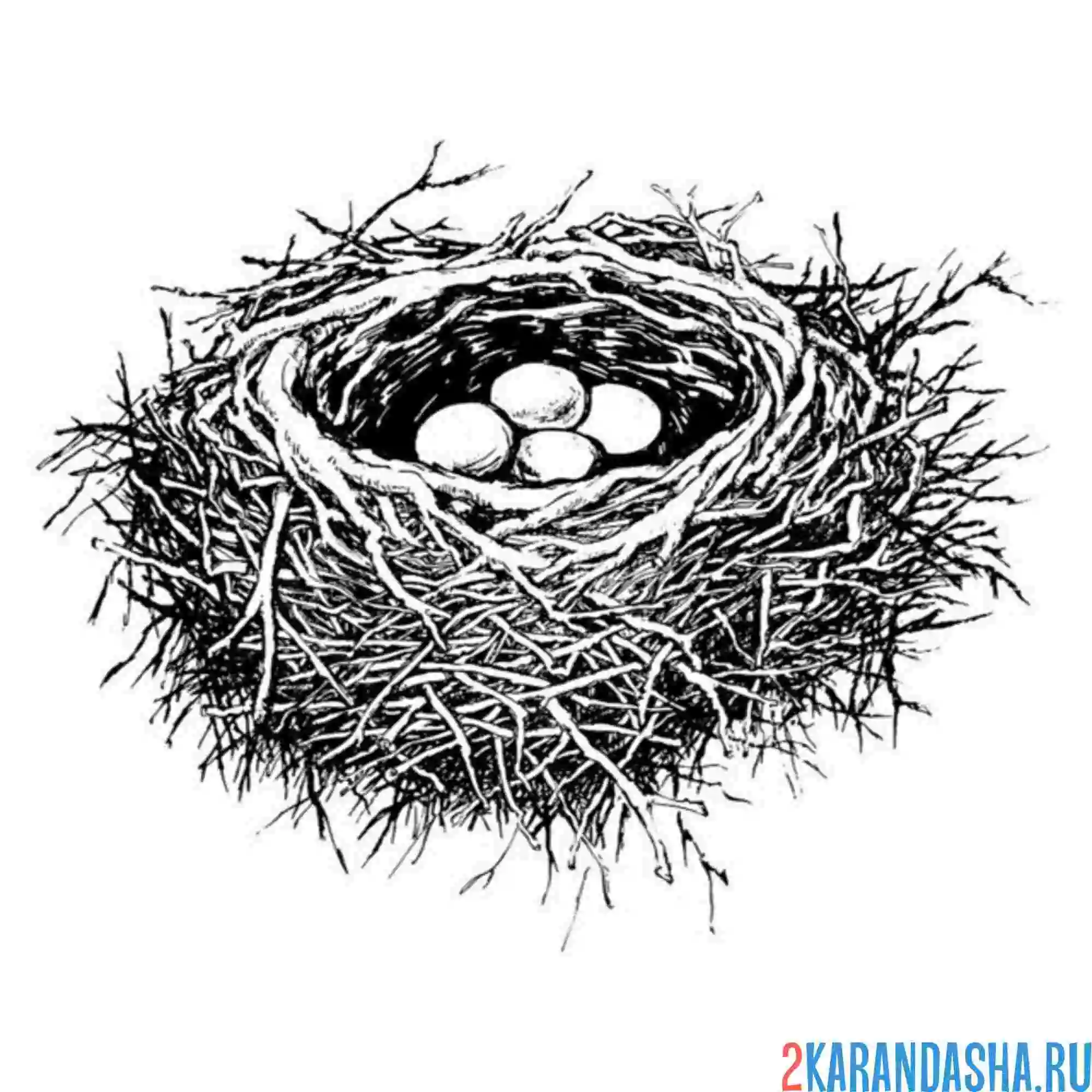 Раскраска перепелиные яички в гнезде