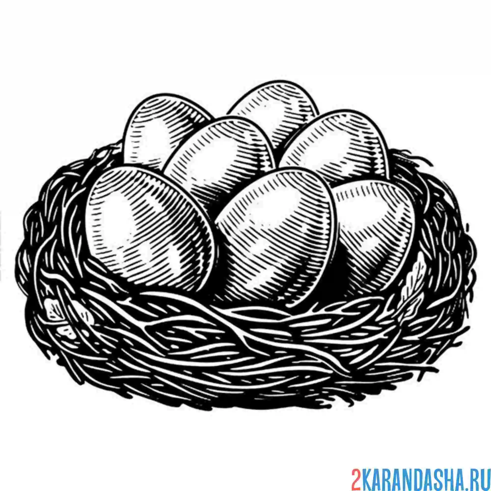 Раскраска много яиц в гнезде