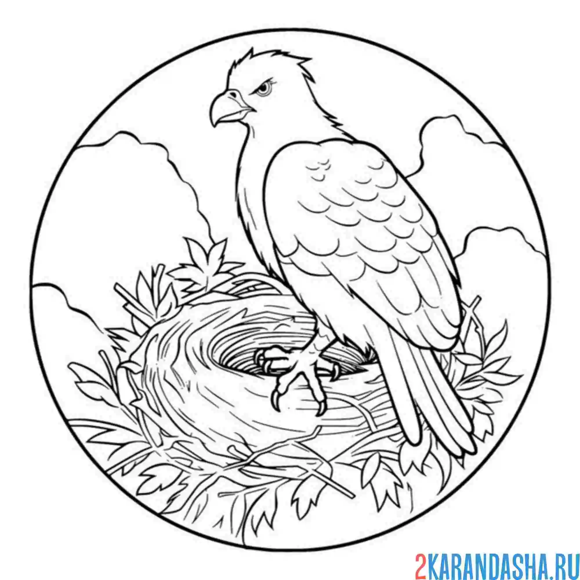 Раскраска орел, сокол в гнезде